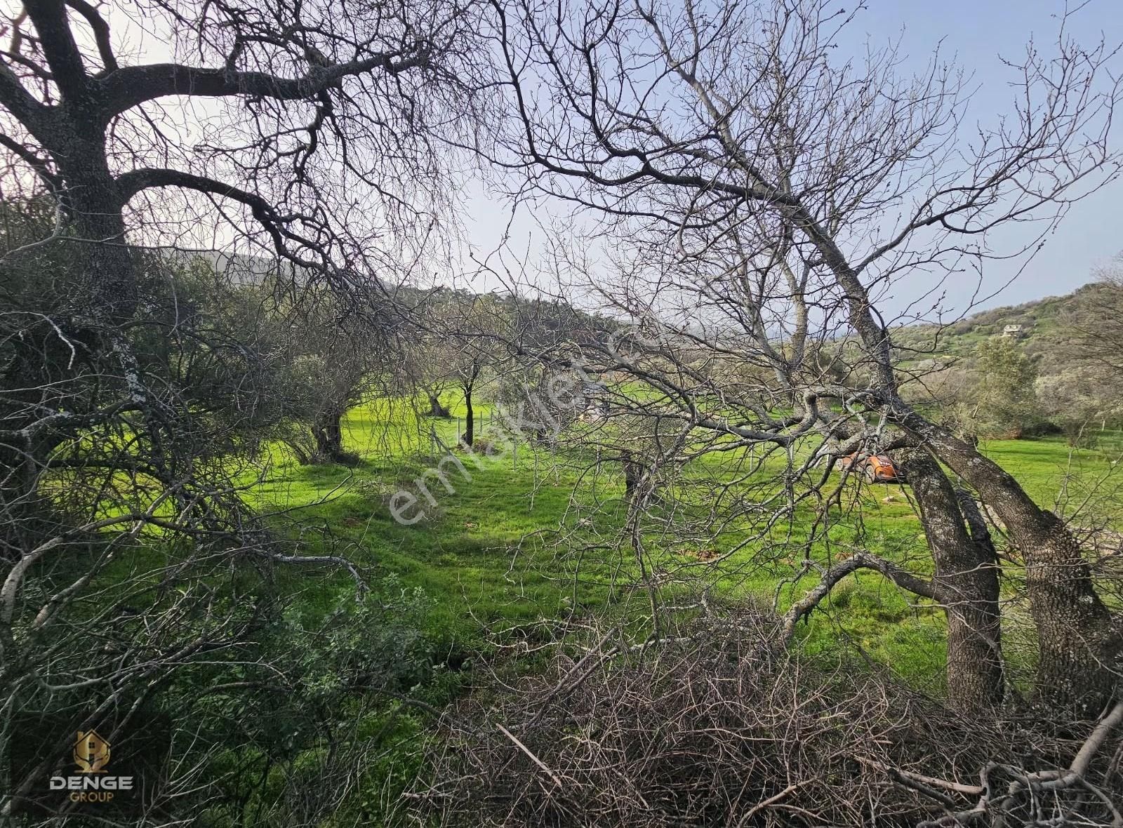 Foça Kozbeylide 275m2 Deniz Manzaralı Zeytinli Bahçe - Görsel 10