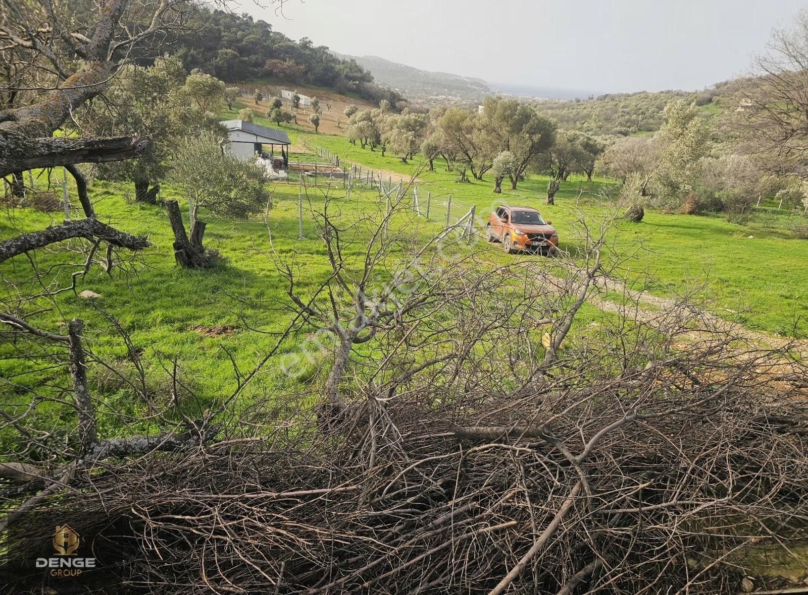 Foça Kozbeylide 275m2 Deniz Manzaralı Zeytinli Bahçe - Görsel 7