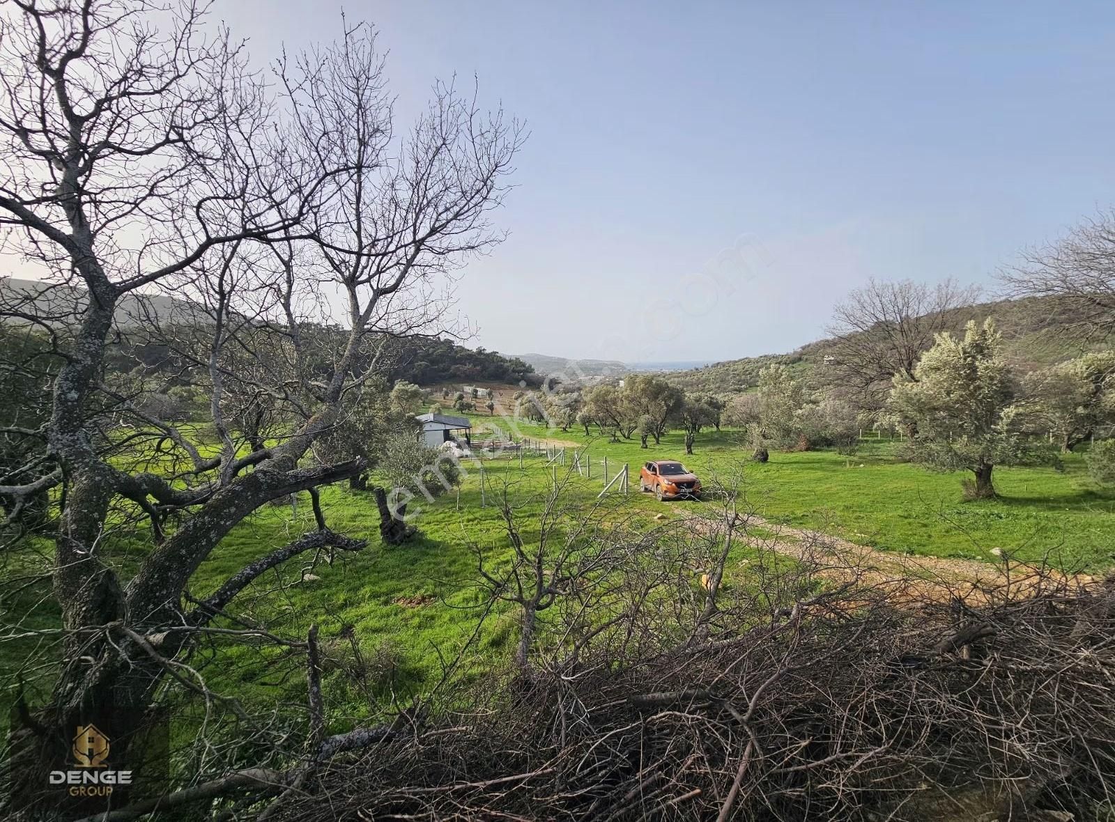 Foça Kozbeylide 275m2 Deniz Manzaralı Zeytinli Bahçe - Görsel 3