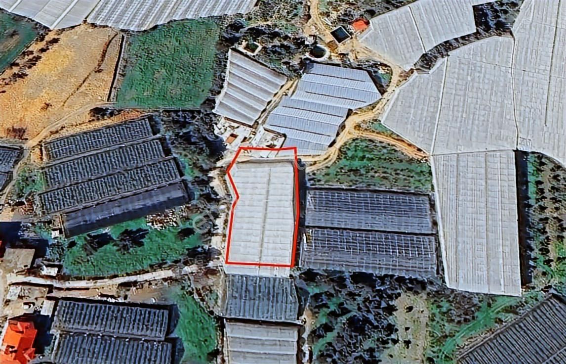 Denıze Ve D400'e Yakın Konumda Hazır Muz Serası