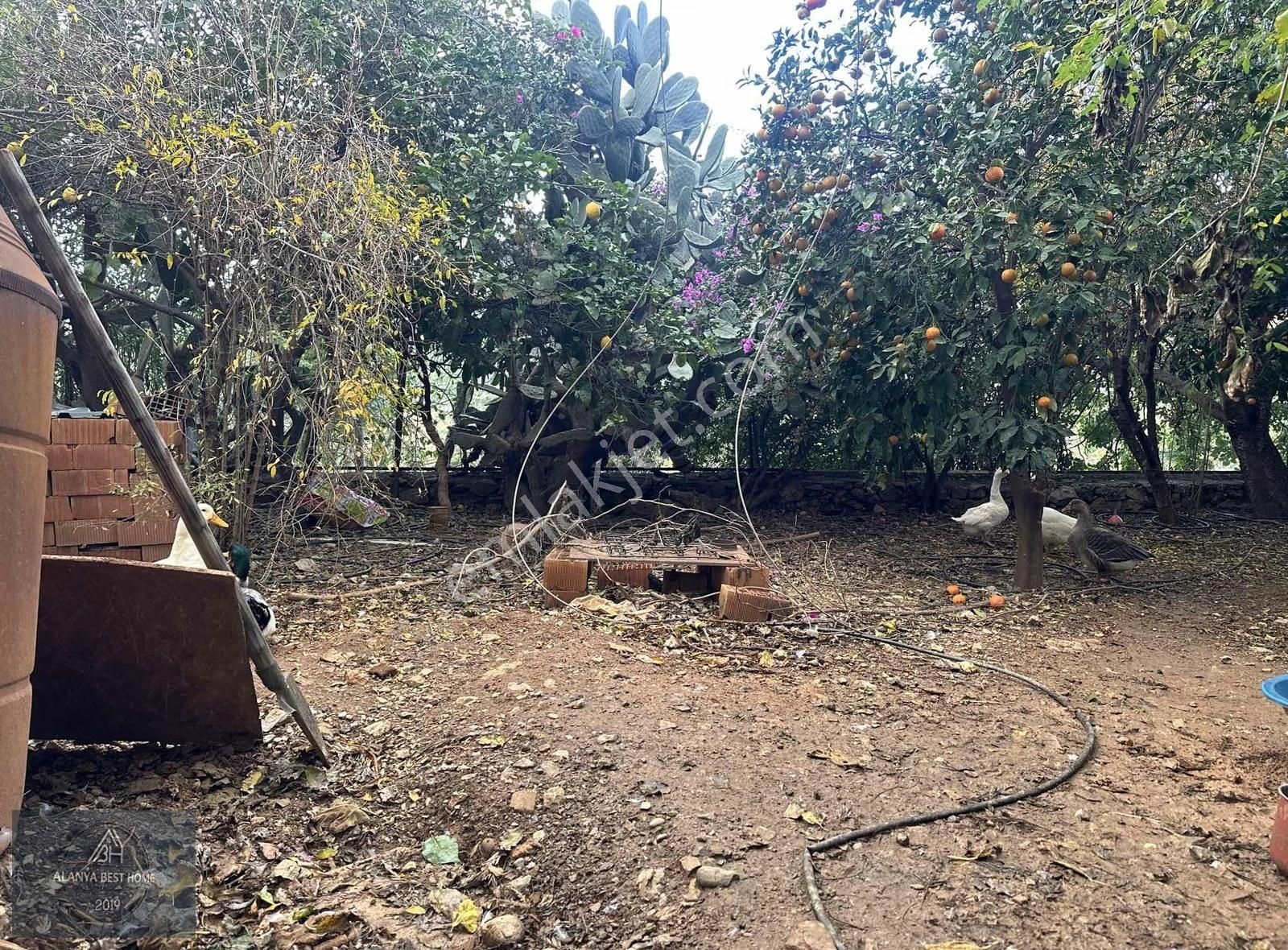 Deniz Manzaralı Müstakil Villa (850m2) Arsa Üstünde 4+1 Tripleks - Görsel 2