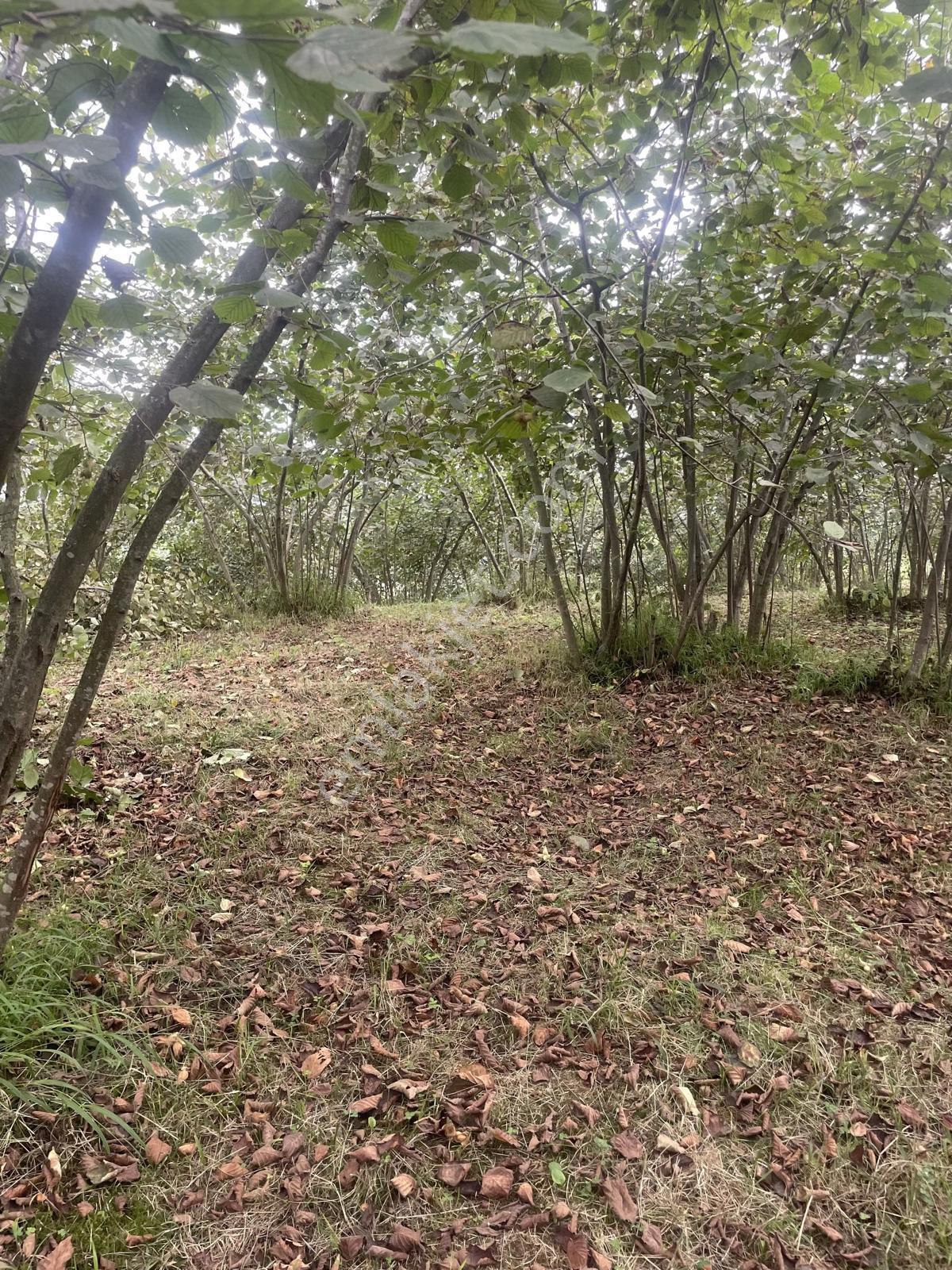 Trabzon Geçit Mah Toki Konutları Yanı Satılık 2438 M2 Arsa - Görsel 7