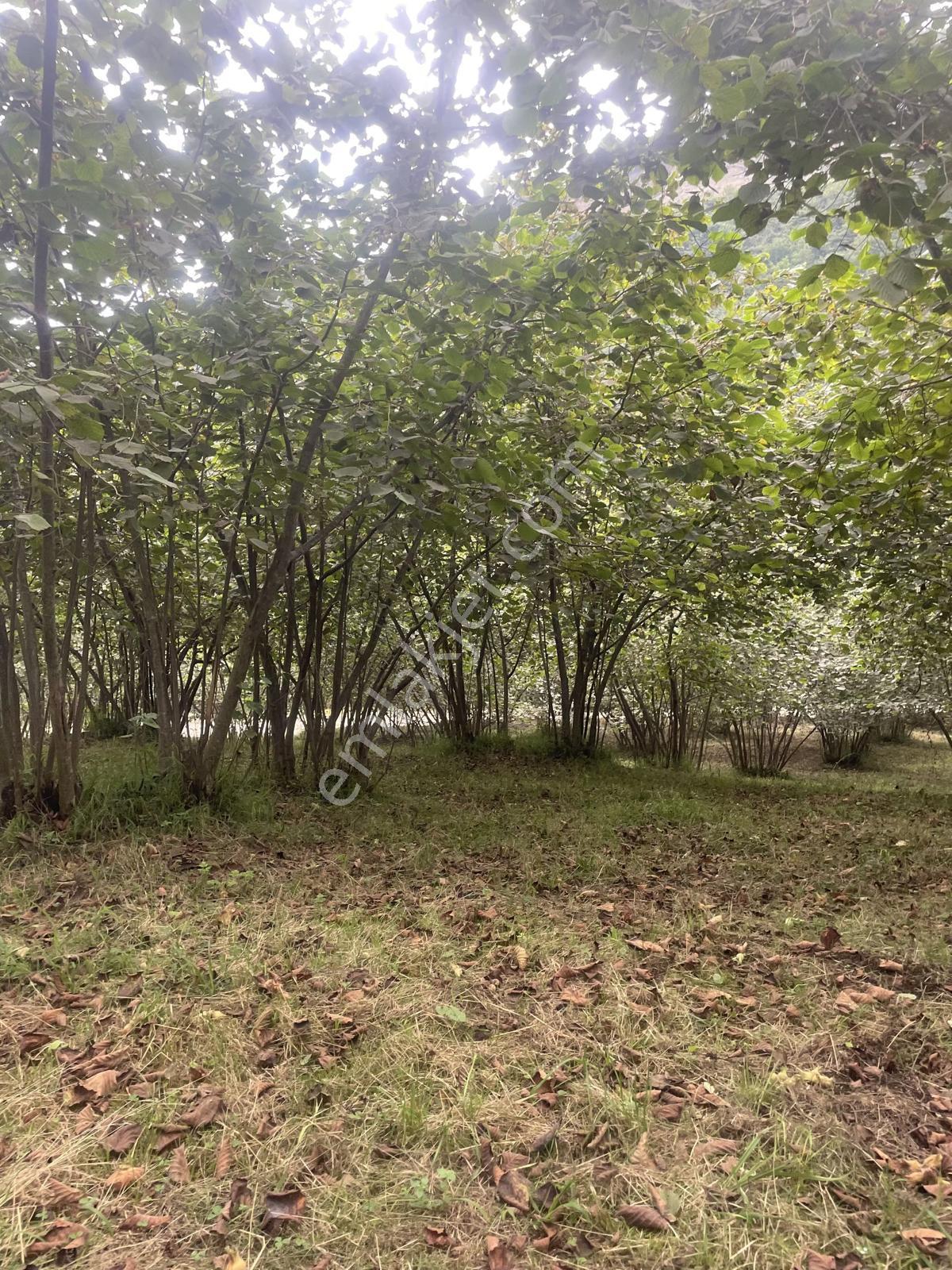 Trabzon Geçit Mah Toki Konutları Yanı Satılık 2438 M2 Arsa - Görsel 14