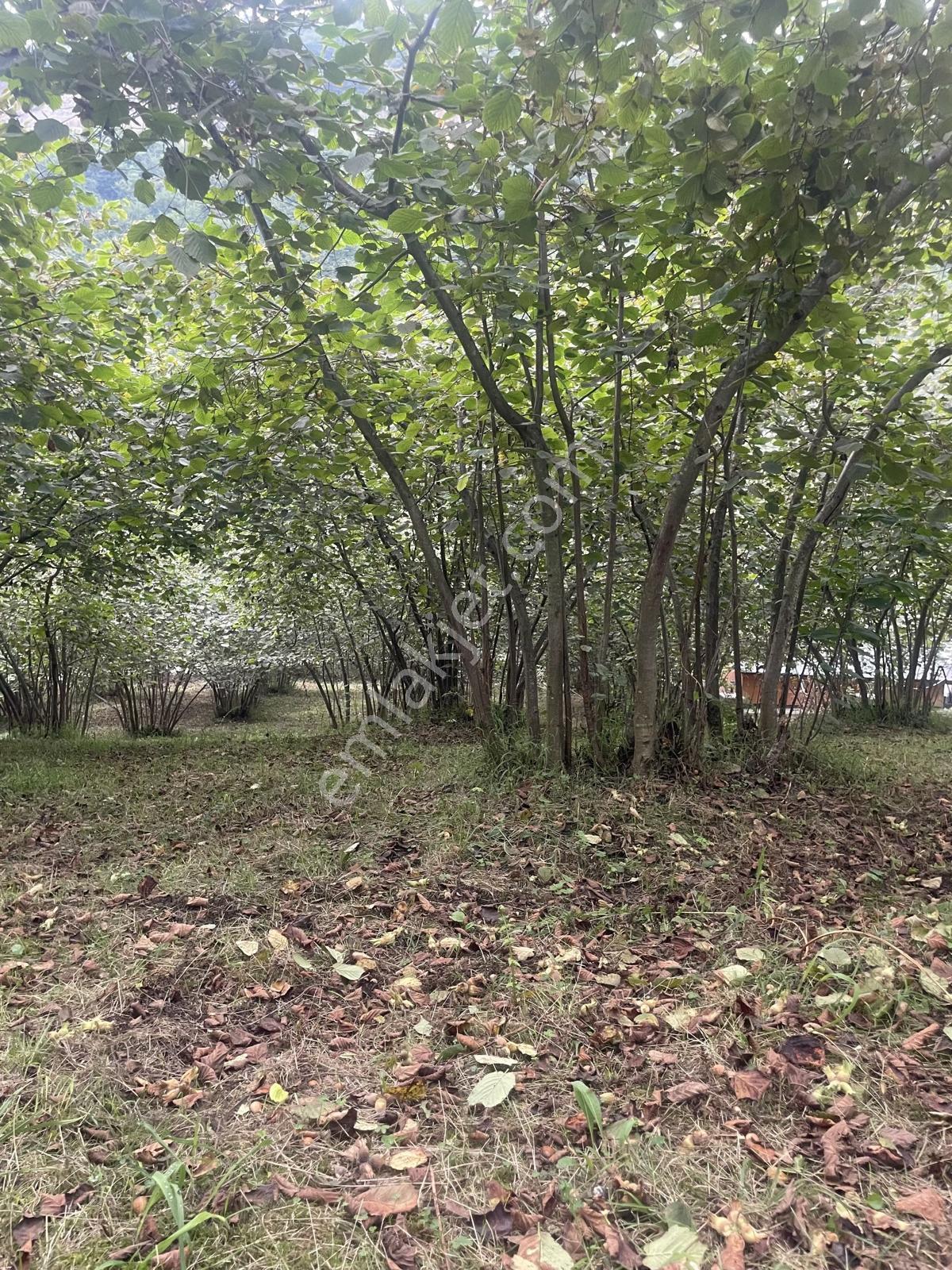 Trabzon Geçit Mah Toki Konutları Yanı Satılık 2438 M2 Arsa - Görsel 9