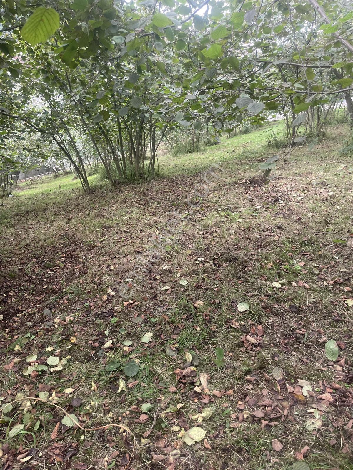Trabzon Geçit Mah Toki Konutları Yanı Satılık 2438 M2 Arsa - Görsel 6