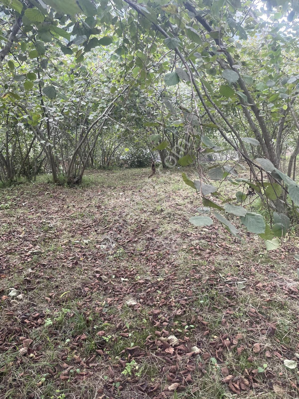 Trabzon Geçit Mah Toki Konutları Yanı Satılık 2438 M2 Arsa - Görsel 10
