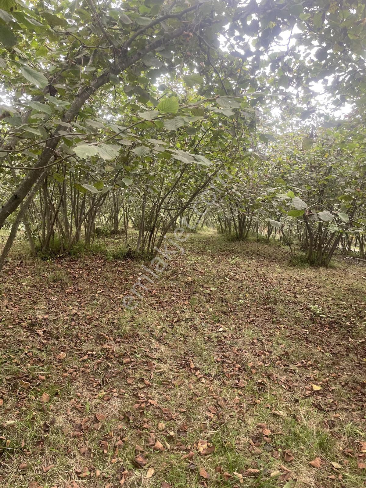 Trabzon Geçit Mah Toki Konutları Yanı Satılık 2438 M2 Arsa - Görsel 8