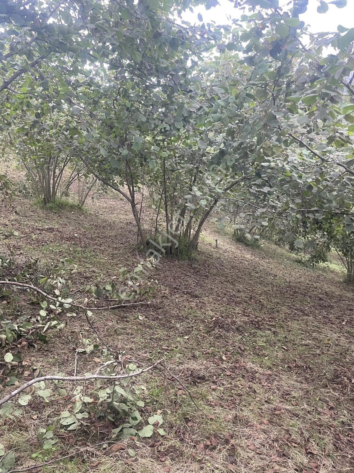 Trabzon Geçit Mah Toki Konutları Yanı Satılık 2438 M2 Arsa - Görsel 5