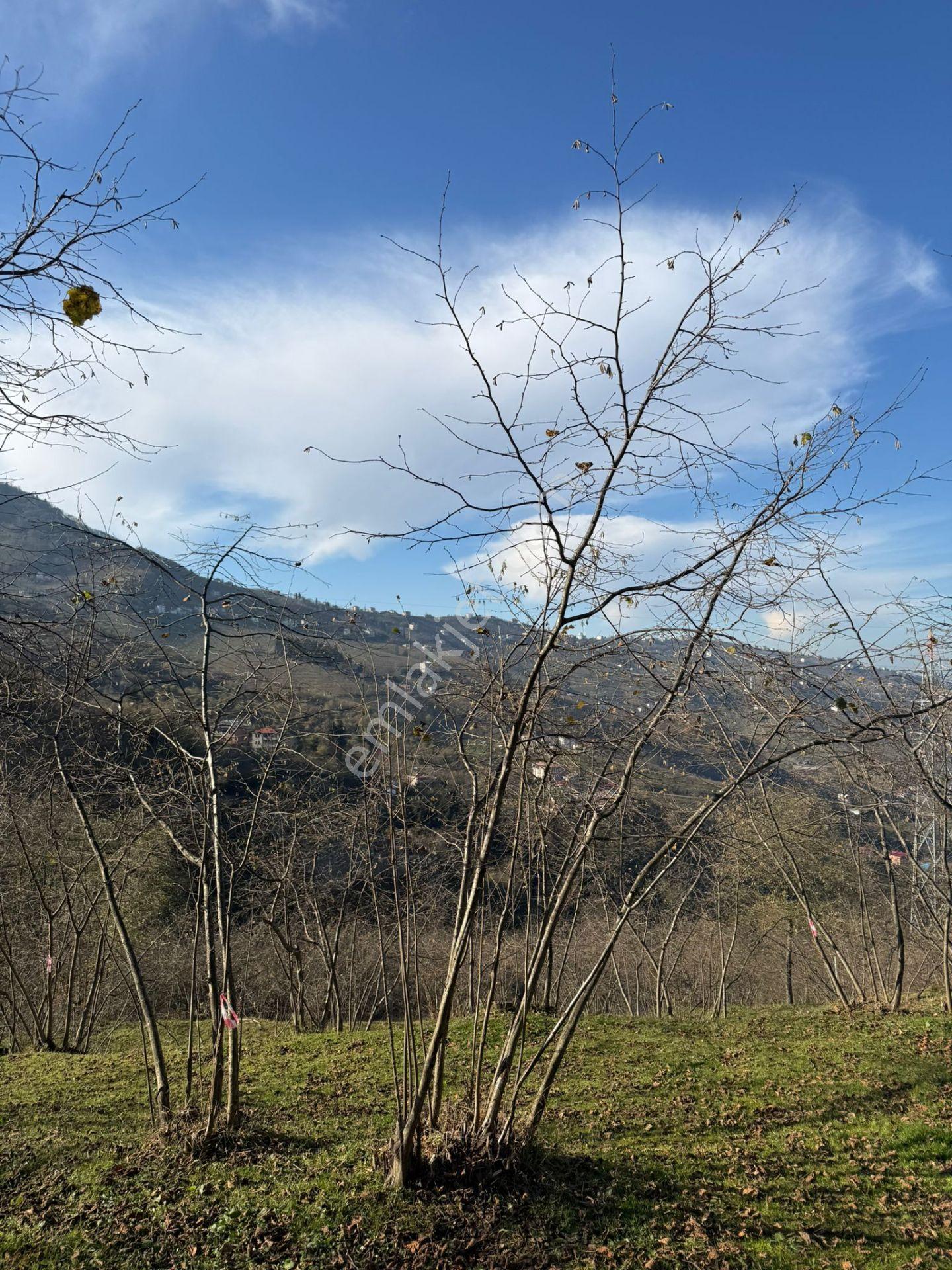 Trabzon Geçit Mah Toki Konutları Yanı Satılık 2438 M2 Arsa - Görsel 25
