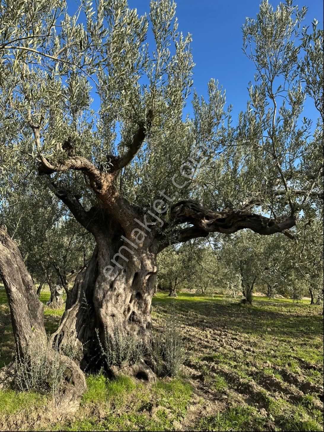 Balpinar/turgutalp Zeytinlik