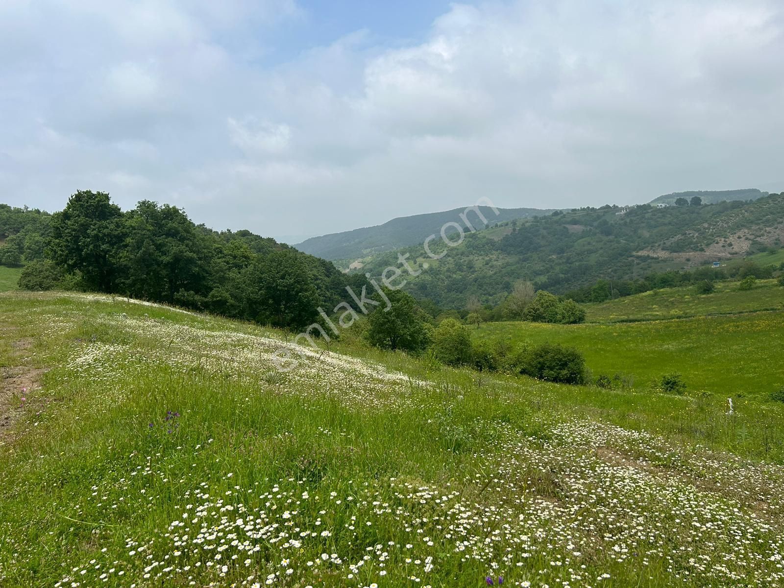 Kocaeli Karamürsel Fulacık %5 İmarlı 7470 M2 Satılık Tarla - Görsel 2