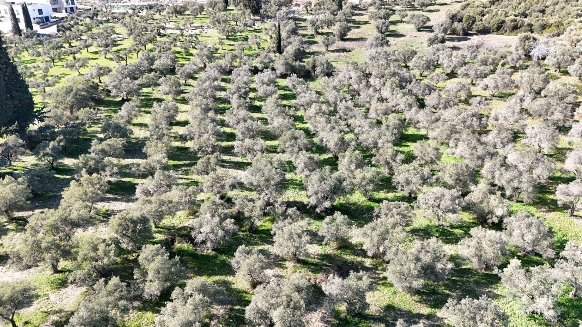 Kuşadası Avm Karşısında Yatırıma Uygun Satılık Zeytinlik - Görsel 13