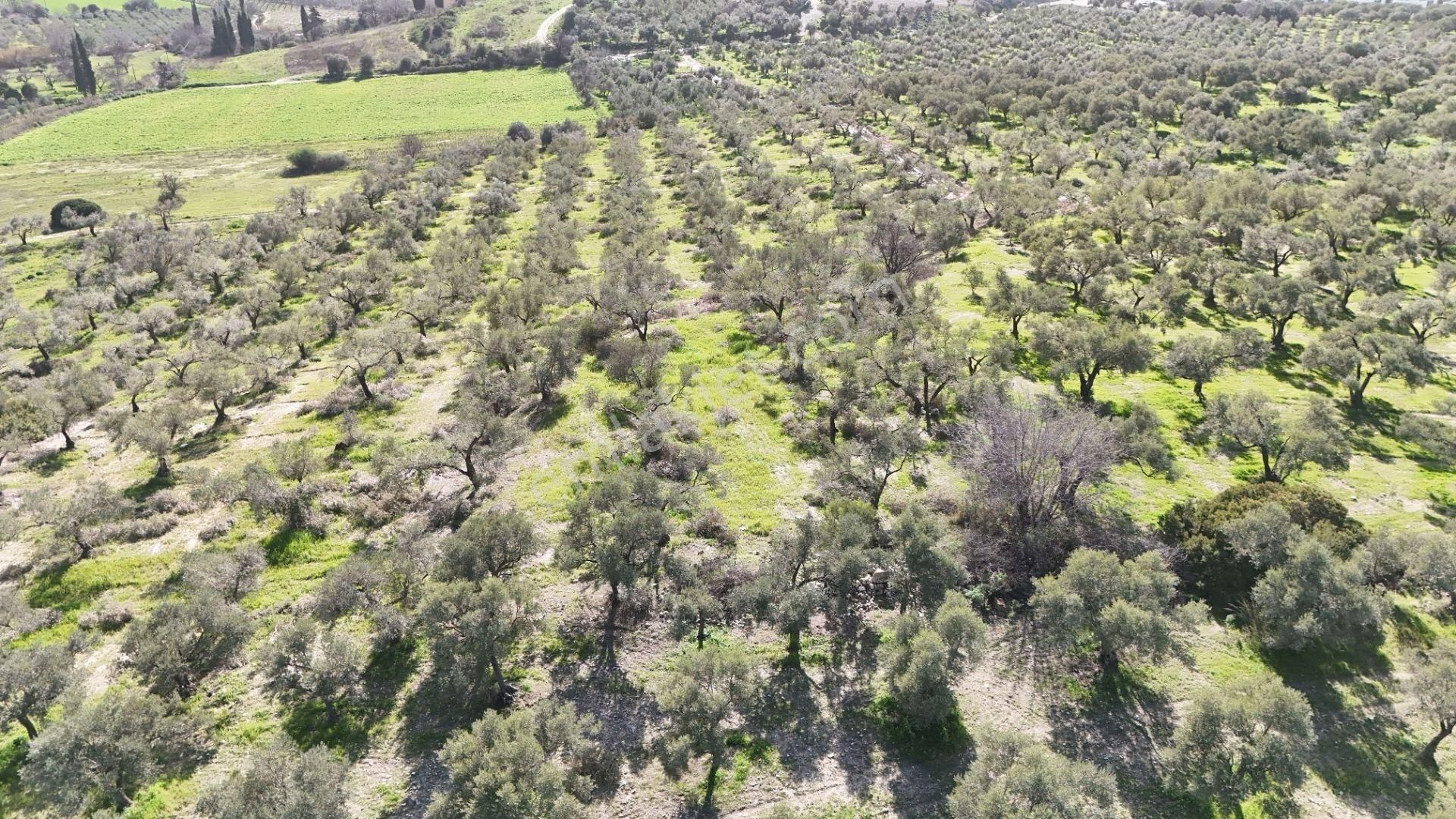 Kuşadası Avm Karşısında Yatırıma Uygun Satılık Zeytinlik - Görsel 12