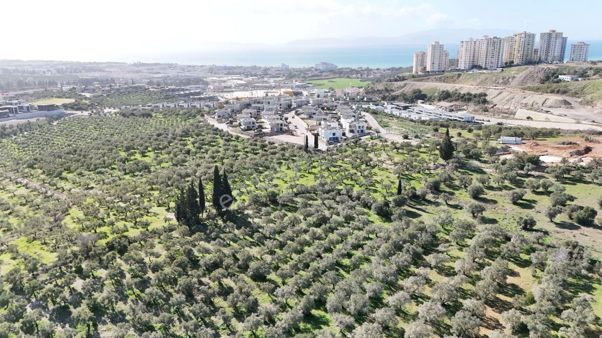 Kuşadası Avm Karşısında Yatırıma Uygun Satılık Zeytinlik - Görsel 7