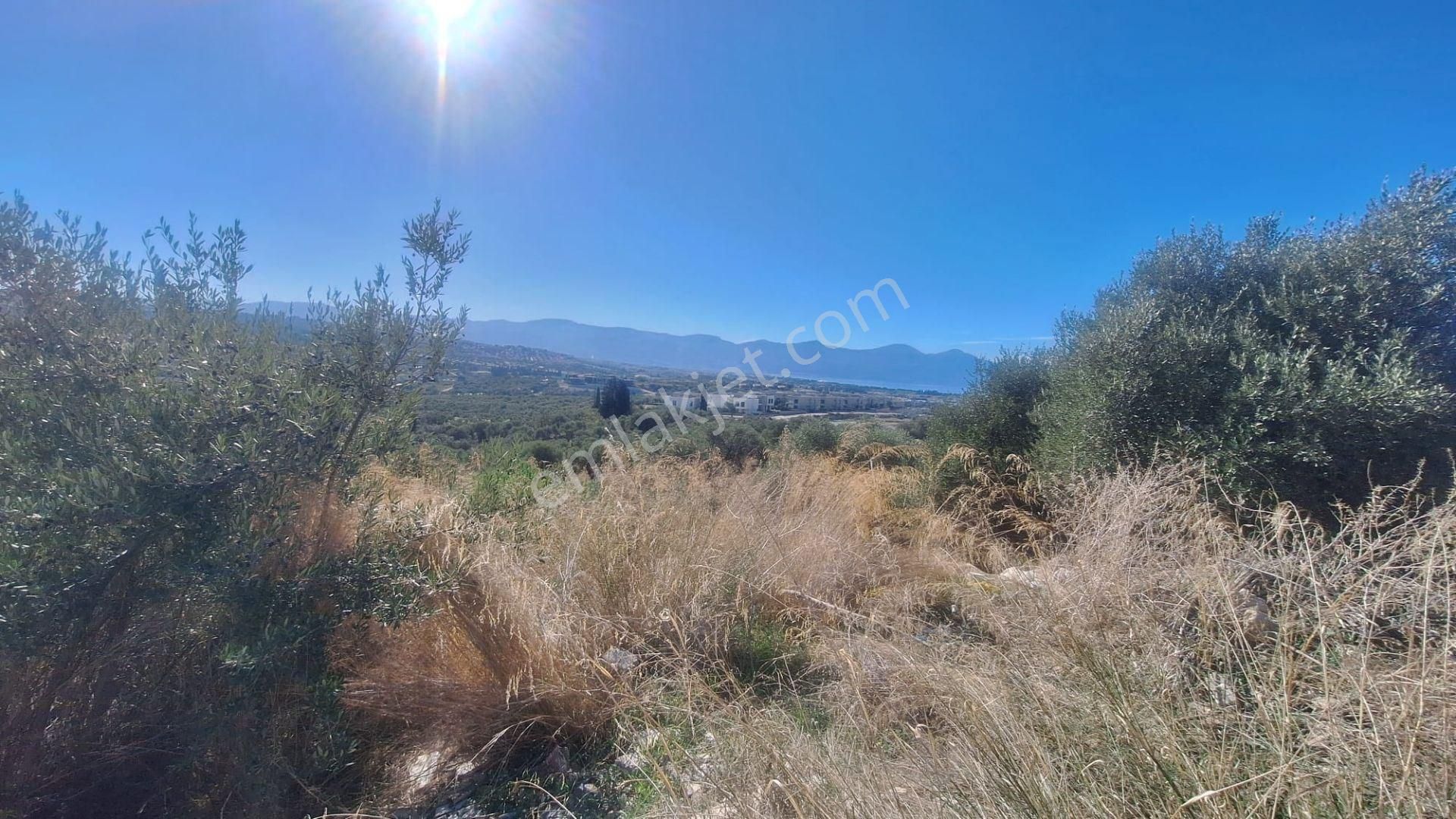 Kuşadası Avm Karşısında Yatırıma Uygun Satılık Zeytinlik - Görsel 17