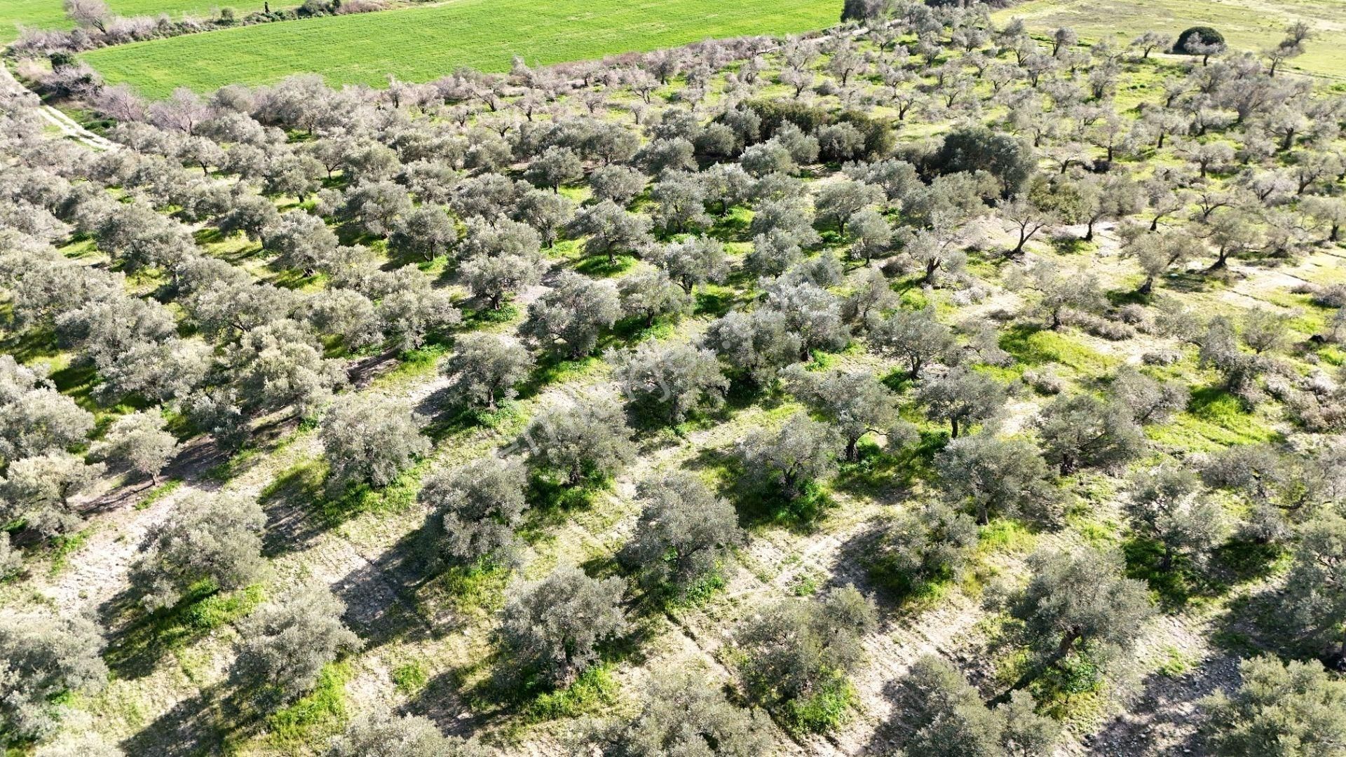 Kuşadası Avm Karşısında Yatırıma Uygun Satılık Zeytinlik - Görsel 11