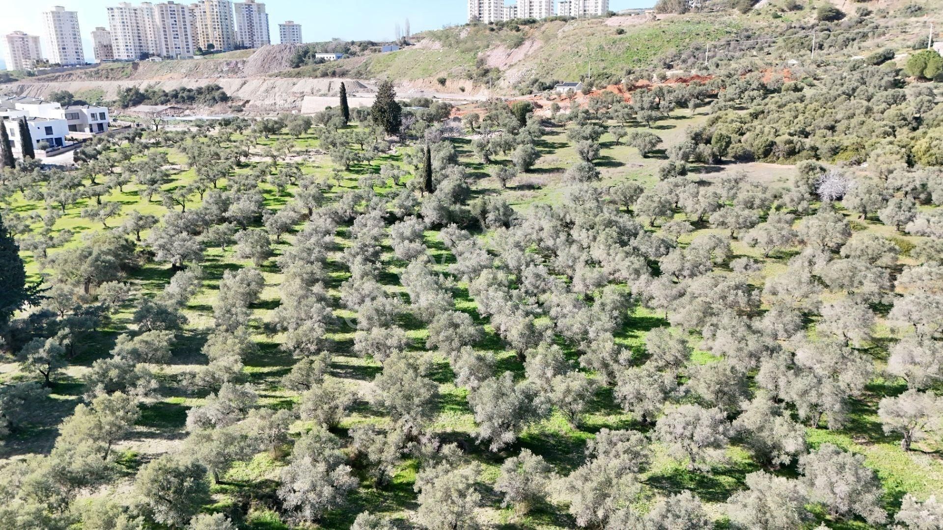 Kuşadası Avm Karşısında Yatırıma Uygun Satılık Zeytinlik - Görsel 10