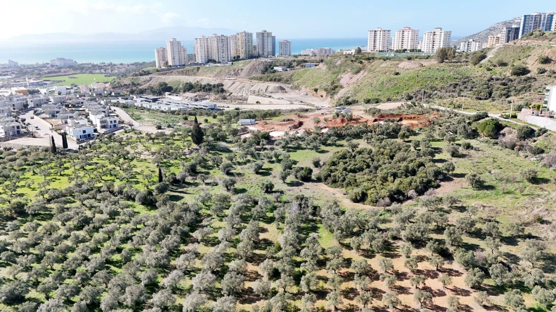 Kuşadası Avm Karşısında Yatırıma Uygun Satılık Zeytinlik - Görsel 8