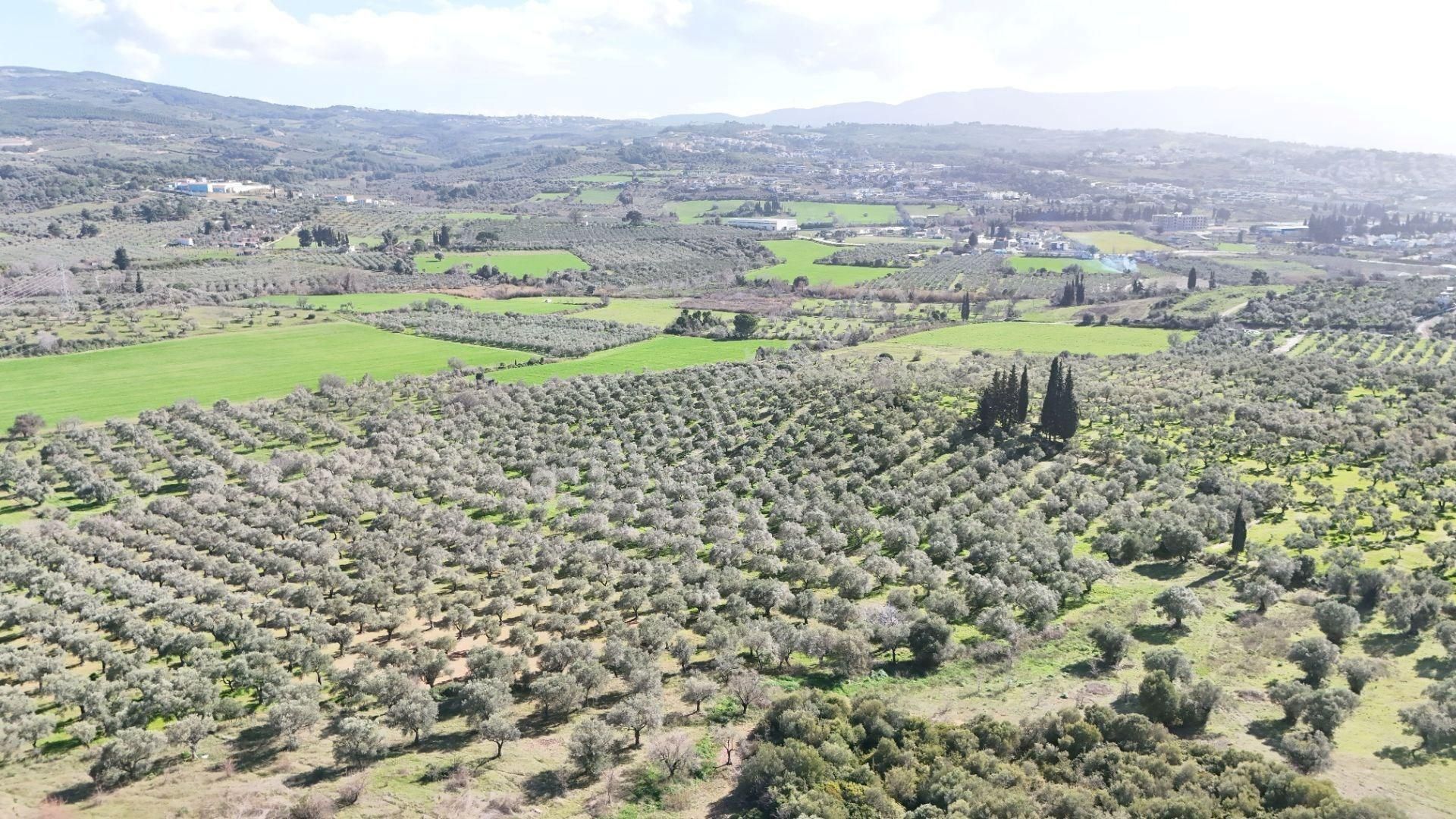 Kuşadası Avm Karşısında Yatırıma Uygun Satılık Zeytinlik - Görsel 2