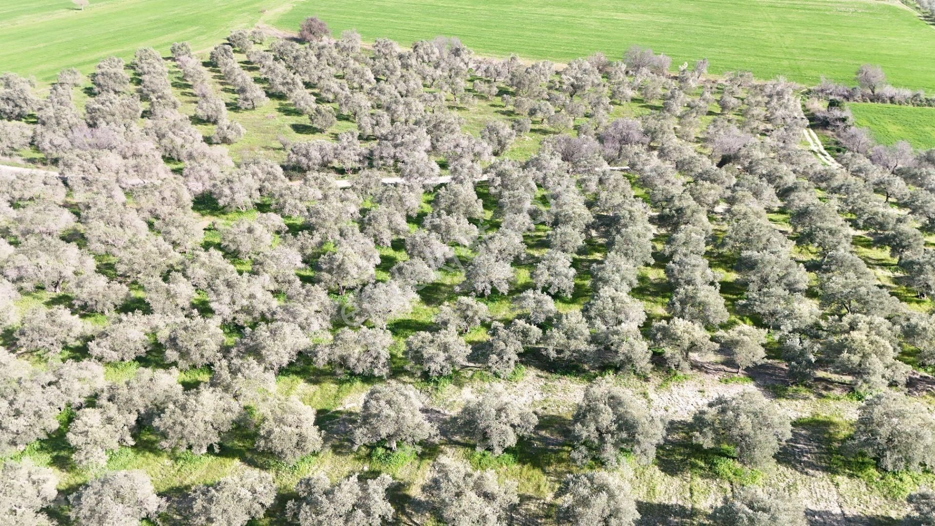 Kuşadası Avm Karşısında Yatırıma Uygun Satılık Zeytinlik - Görsel 22