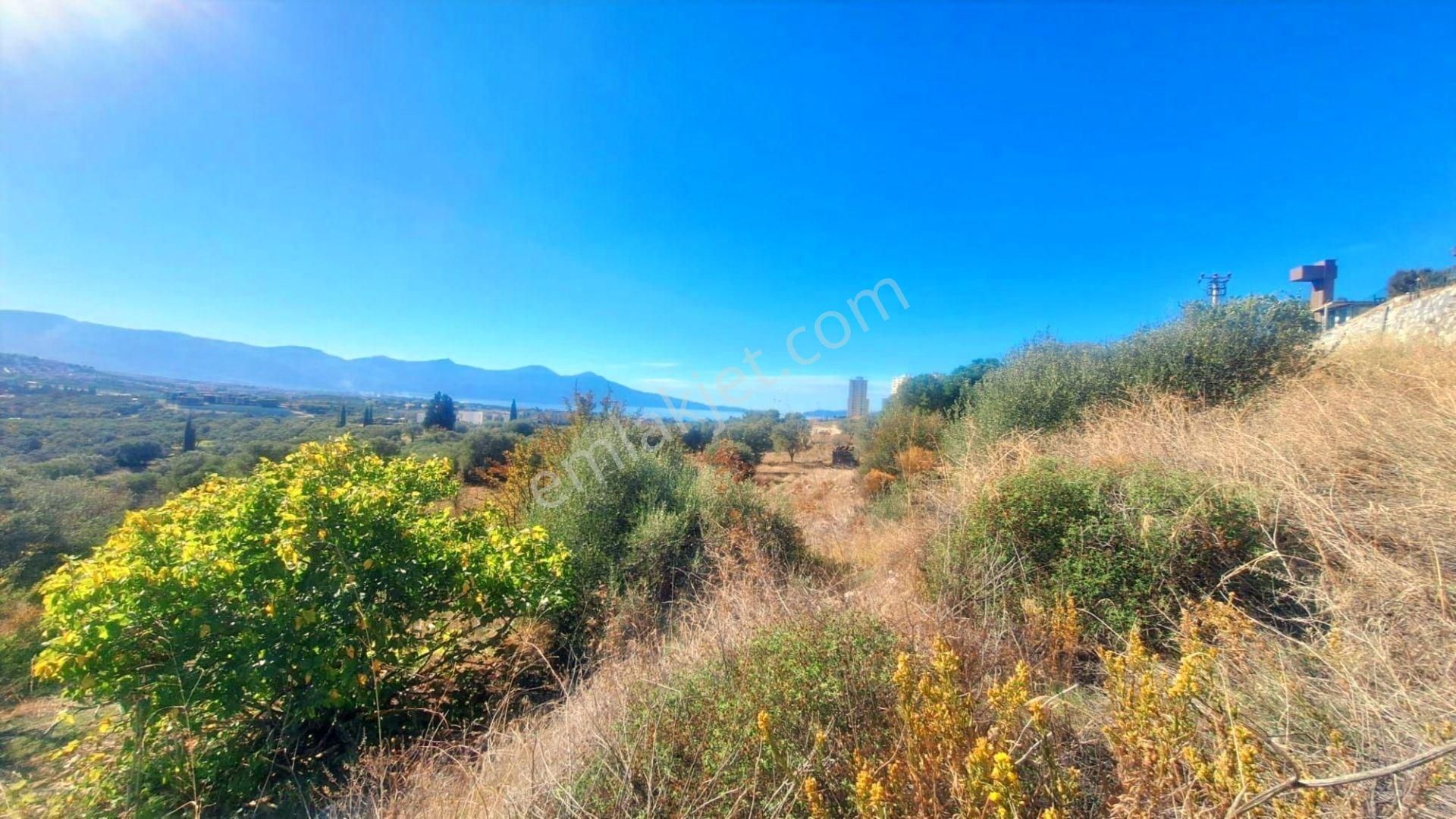 Kuşadası Avm Karşısında Yatırıma Uygun Satılık Zeytinlik - Görsel 19