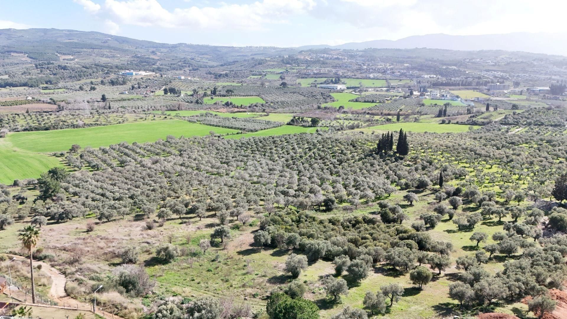 Kuşadası Avm Karşısında Yatırıma Uygun Satılık Zeytinlik