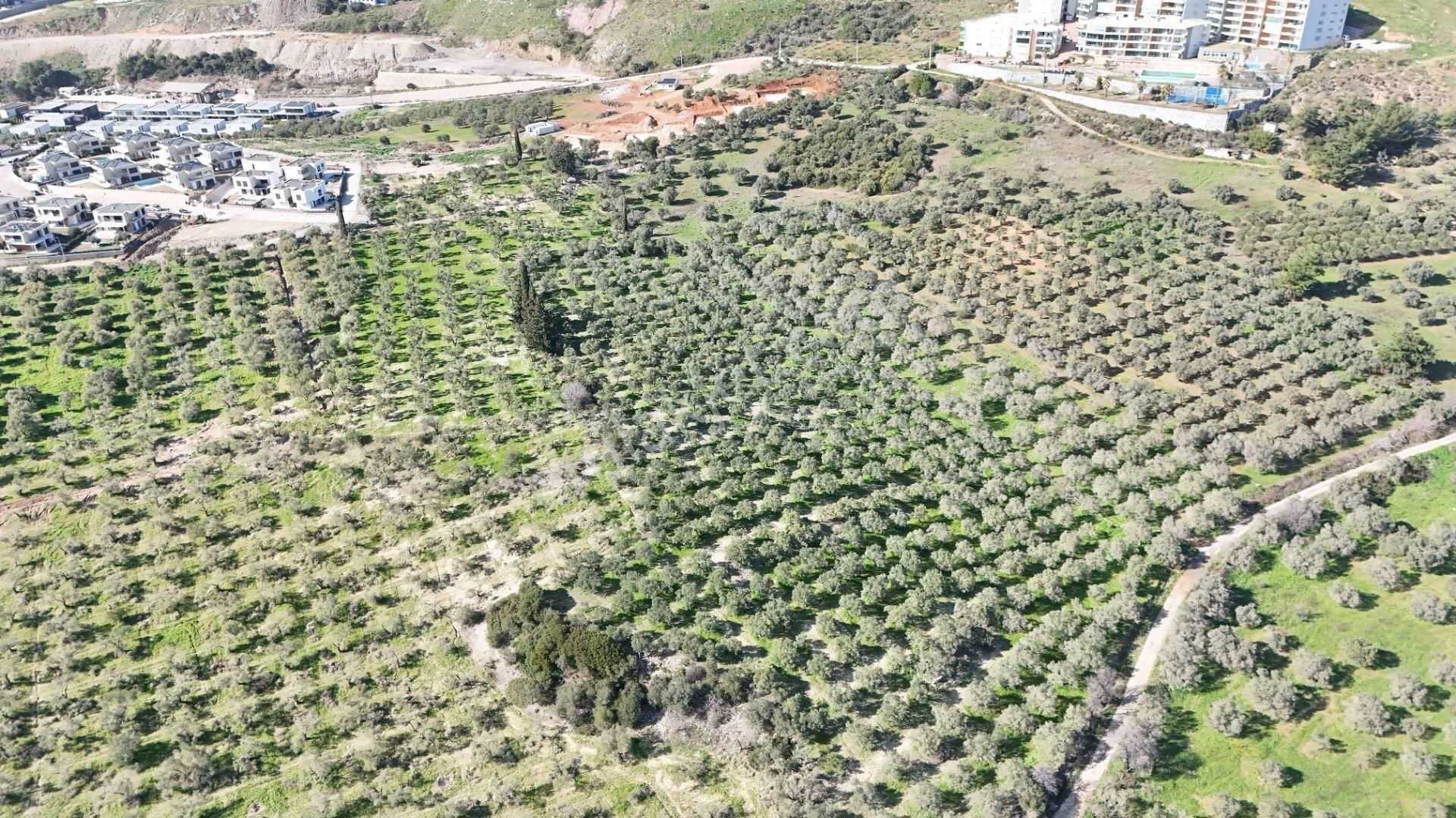 Kuşadası Avm Karşısında Yatırıma Uygun Satılık Zeytinlik - Görsel 15