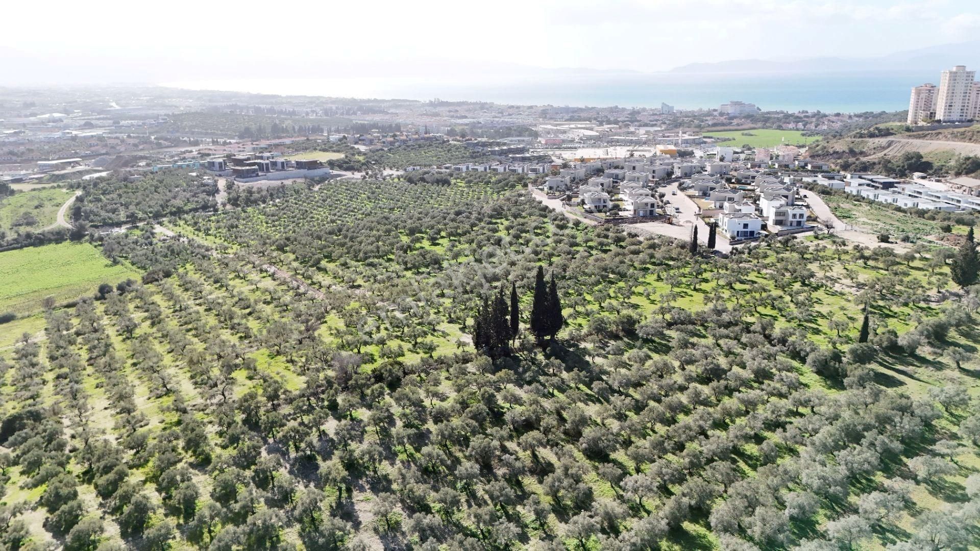 Kuşadası Avm Karşısında Yatırıma Uygun Satılık Zeytinlik - Görsel 6