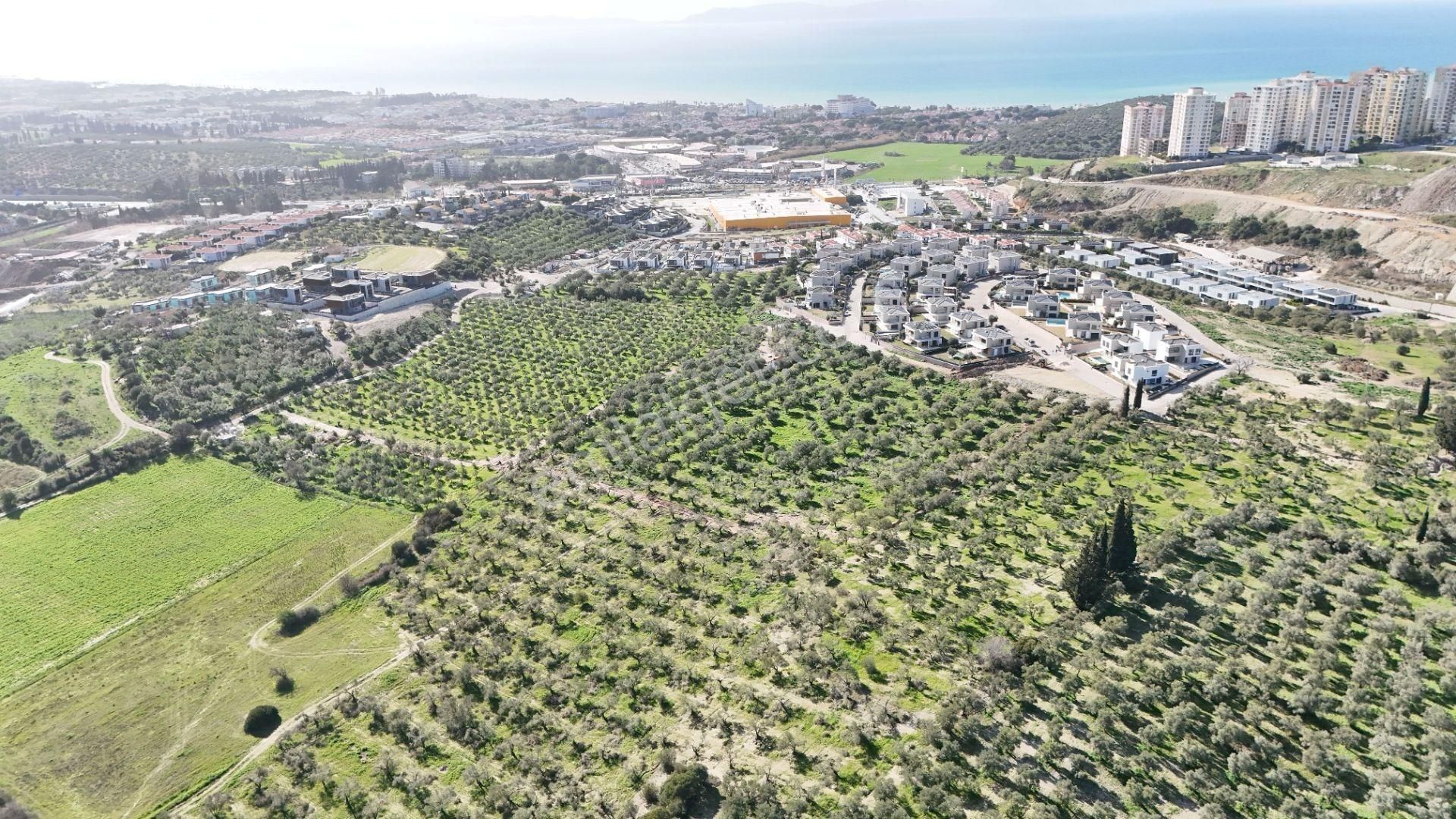 Kuşadası Avm Karşısında Yatırıma Uygun Satılık Zeytinlik - Görsel 16