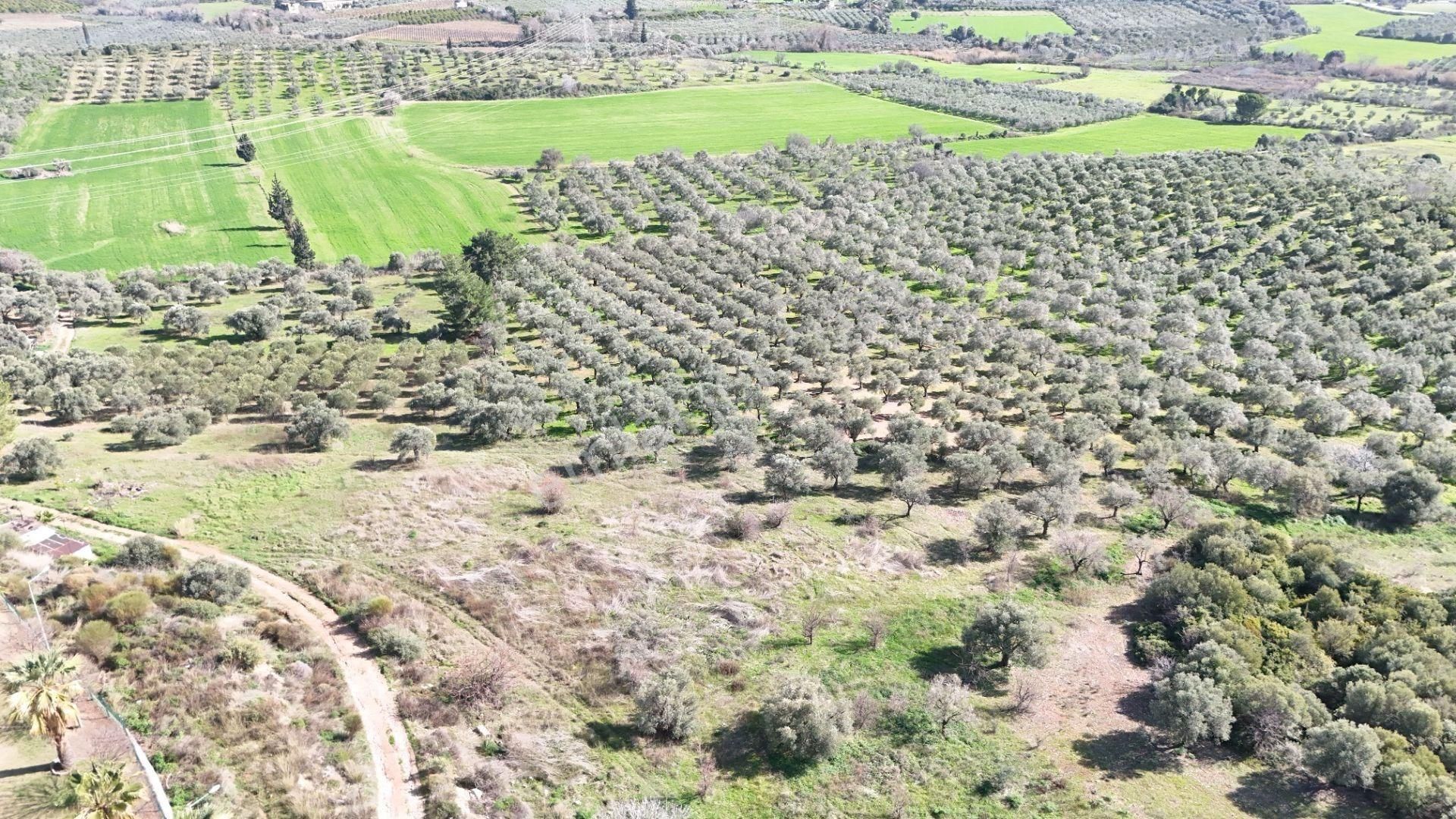 Kuşadası Avm Karşısında Yatırıma Uygun Satılık Zeytinlik - Görsel 4