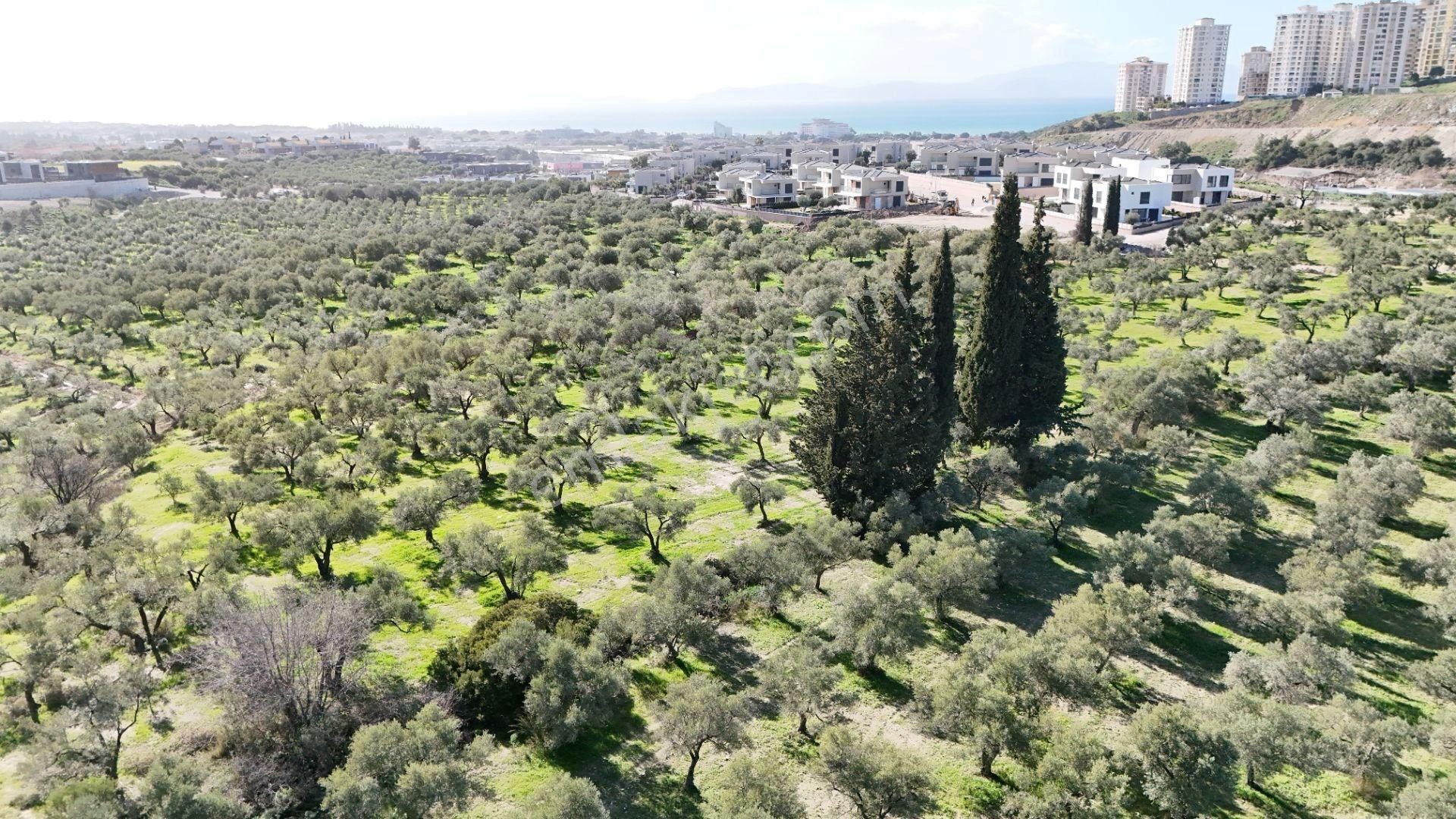 Kuşadası Avm Karşısında Yatırıma Uygun Satılık Zeytinlik - Görsel 9