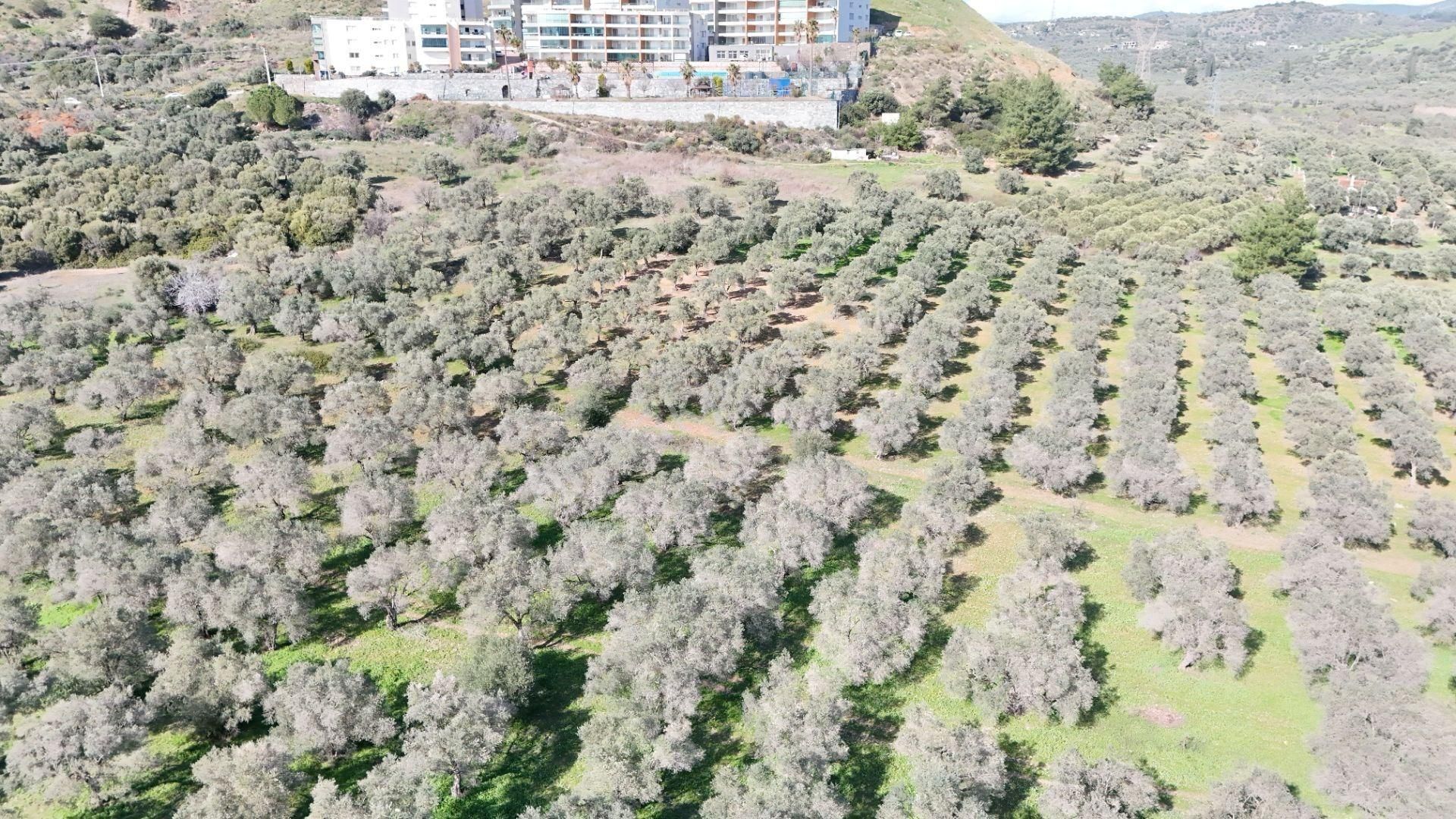 Kuşadası Avm Karşısında Yatırıma Uygun Satılık Zeytinlik - Görsel 21