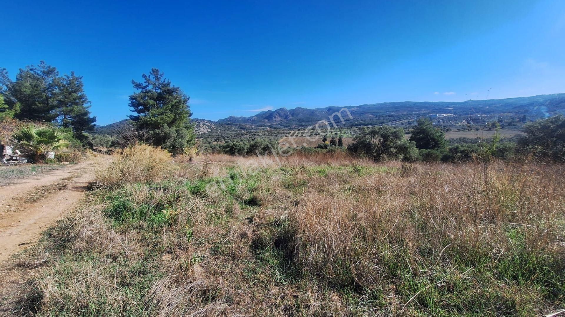 Kuşadası Avm Karşısında Yatırıma Uygun Satılık Zeytinlik - Görsel 20