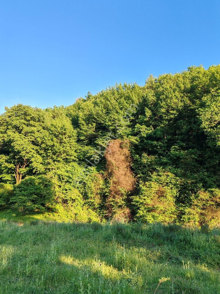 Özel Bir Konum 170 Metre Kadastral Yola Cephe. Ormana Komşu. - Görsel 4