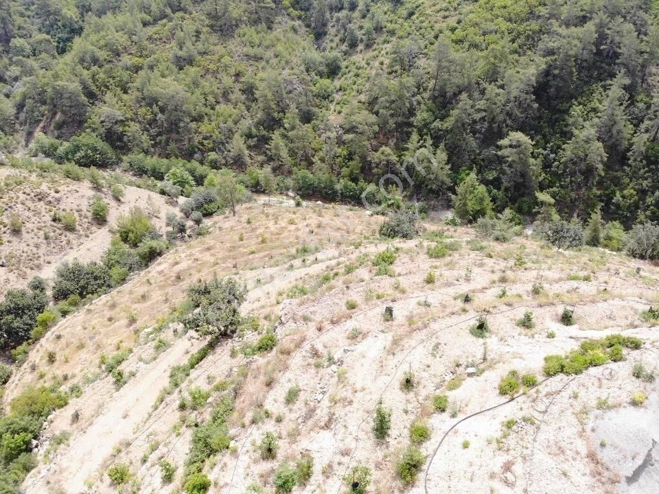 Kurulu Düzen Avokado Bahçesi Toplam 24 Dönüm (daire Takası Açık) - Görsel 4