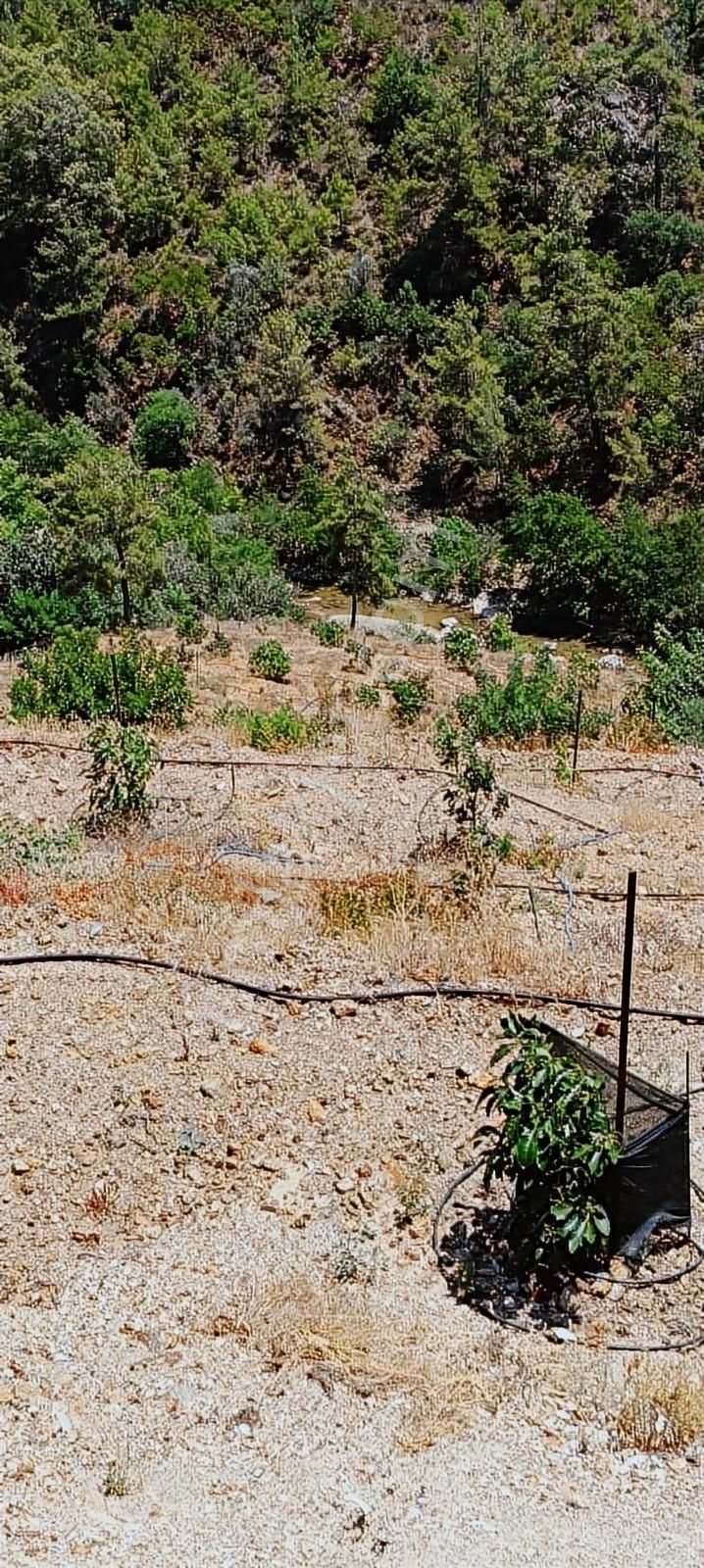 Kurulu Düzen Avokado Bahçesi Toplam 24 Dönüm (daire Takası Açık) - Görsel 2