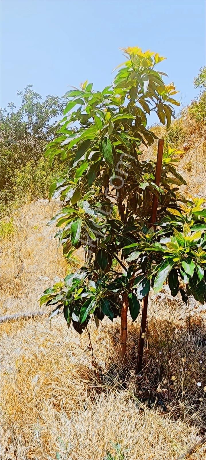 Kurulu Düzen Avokado Bahçesi Toplam 24 Dönüm (daire Takası Açık) - Görsel 3