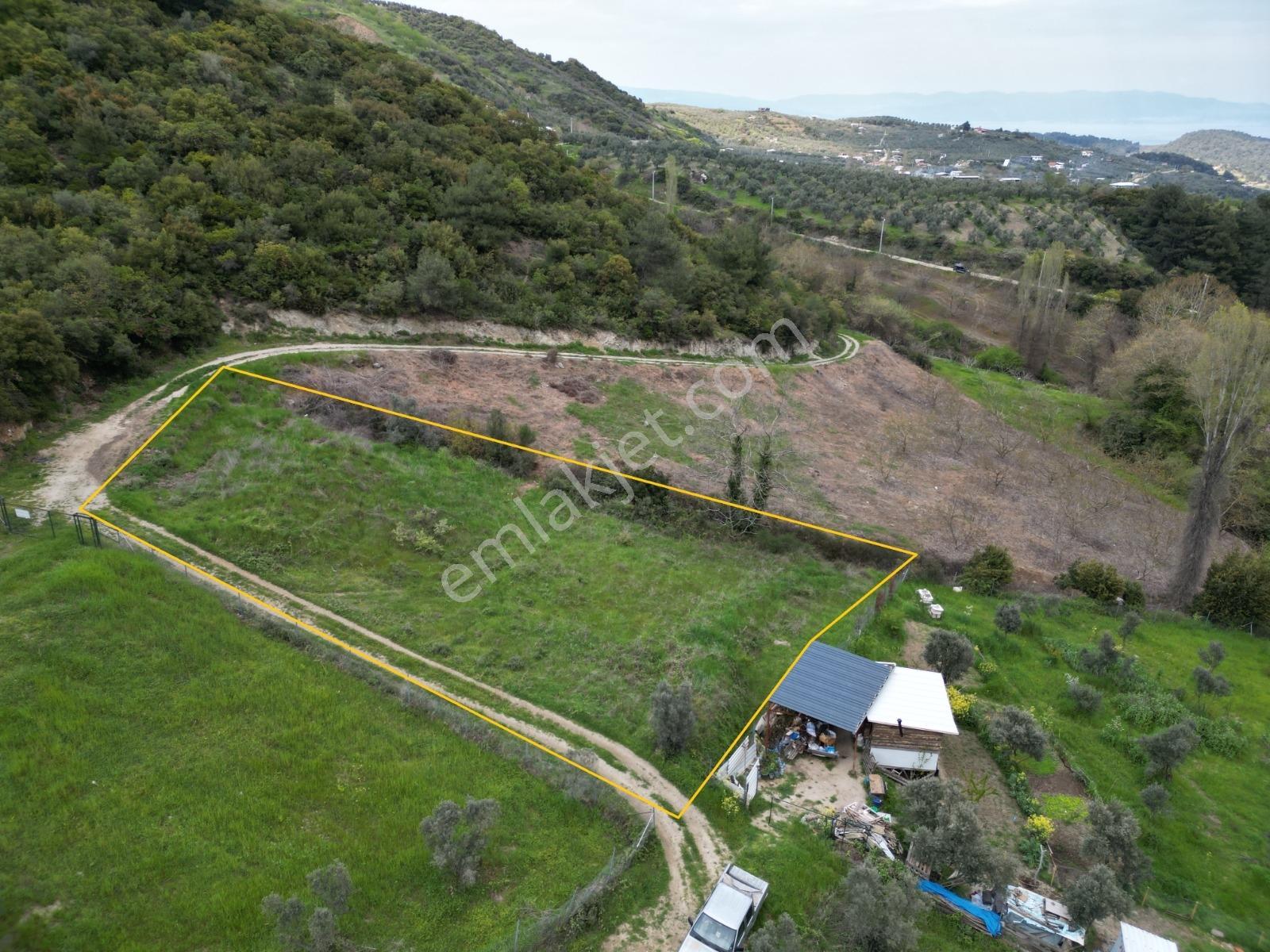 Mudanya Çepni Köyde Satılık Zeytinlik - Görsel 3
