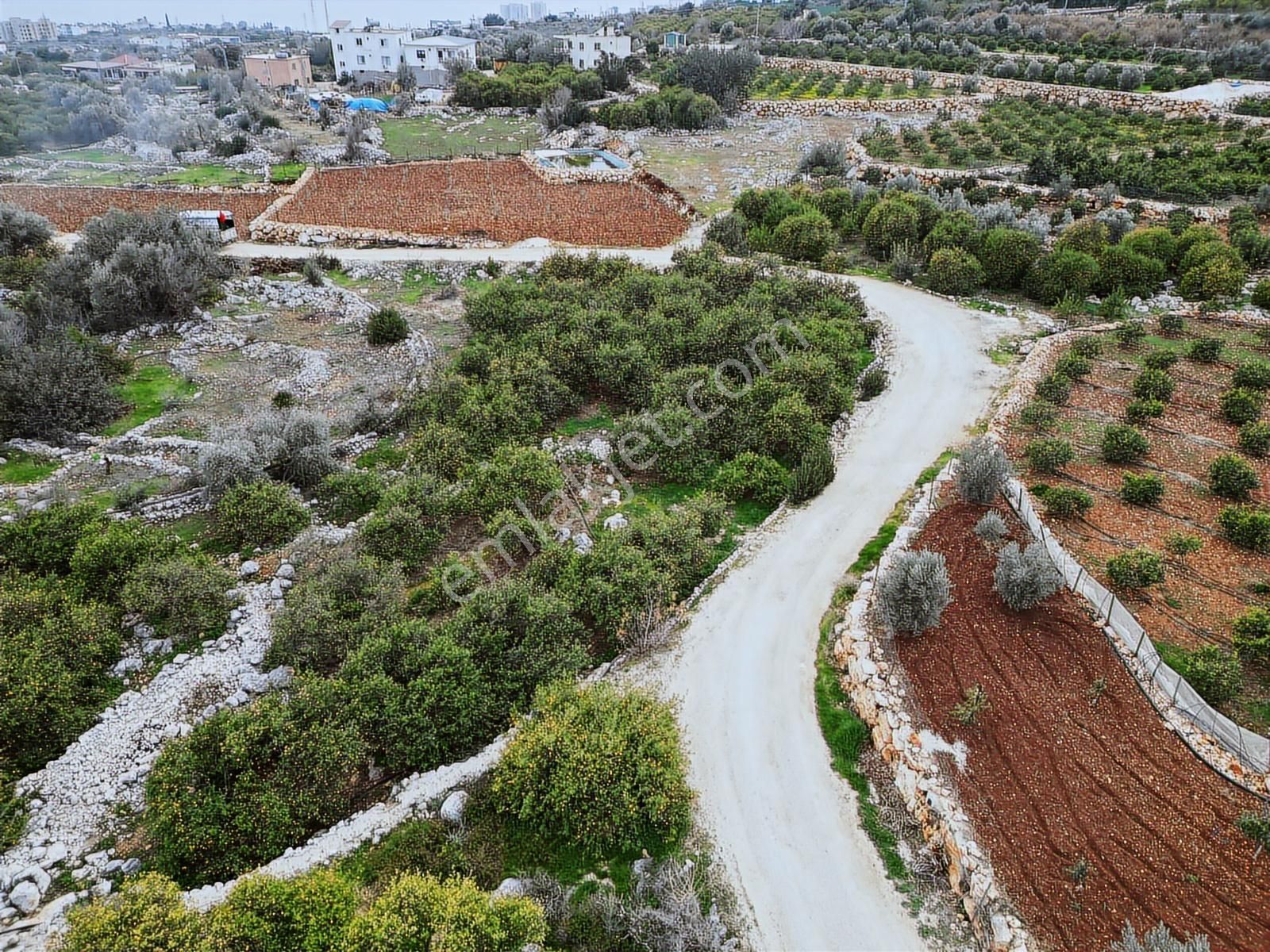 Mersin Erdemli Kumkuyu Akdeniz Mahallesinde Satılık Limon Bahçe - Görsel 18