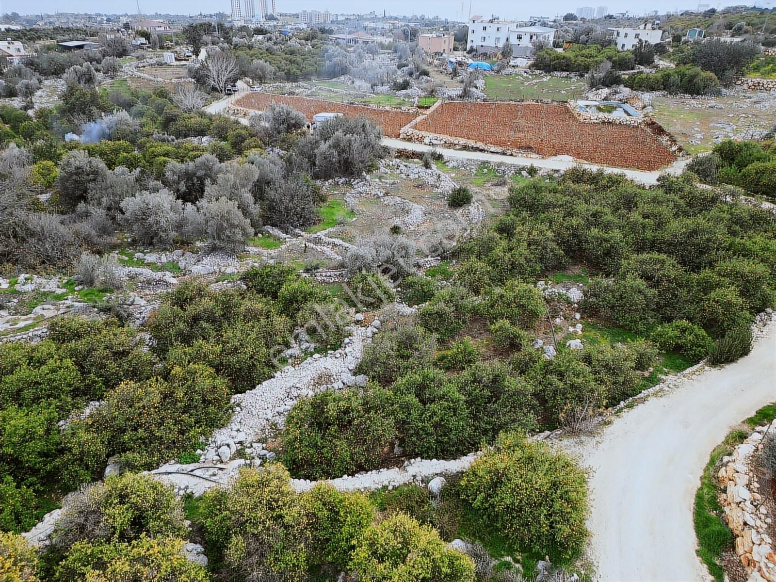 Mersin Erdemli Kumkuyu Akdeniz Mahallesinde Satılık Limon Bahçe - Görsel 7