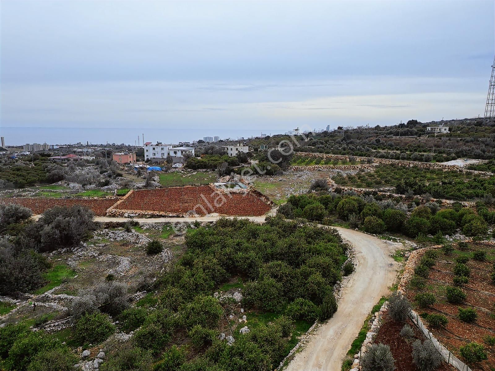 Mersin Erdemli Kumkuyu Akdeniz Mahallesinde Satılık Limon Bahçe - Görsel 2