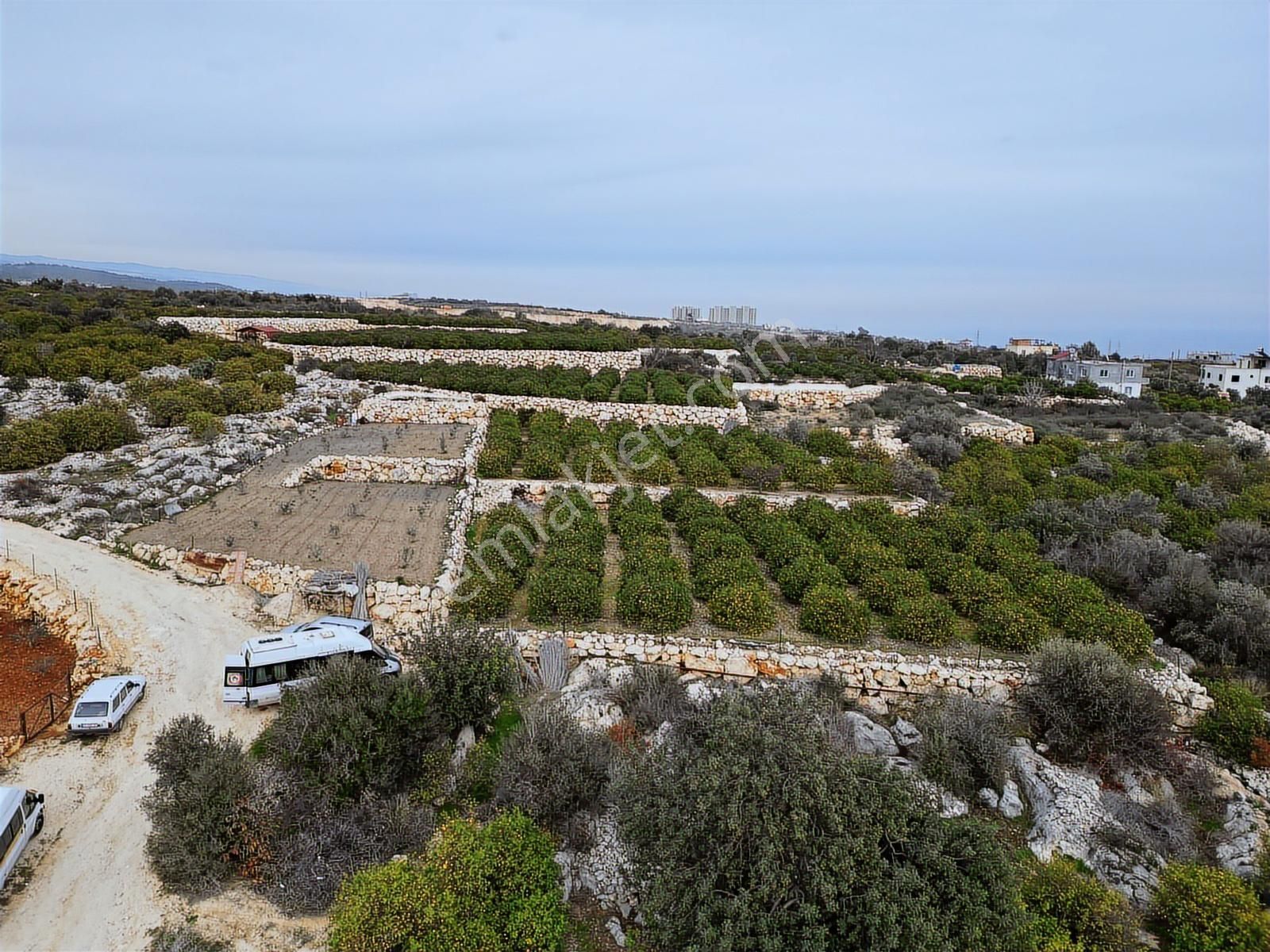 Mersin Erdemli Kumkuyu Akdeniz Mahallesinde Satılık Limon Bahçe - Görsel 5