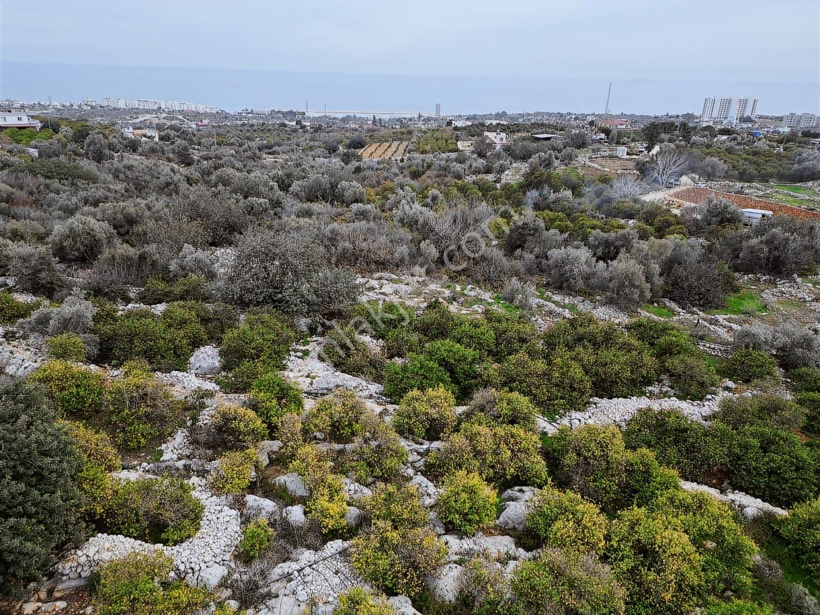 Mersin Erdemli Kumkuyu Akdeniz Mahallesinde Satılık Limon Bahçe - Görsel 25
