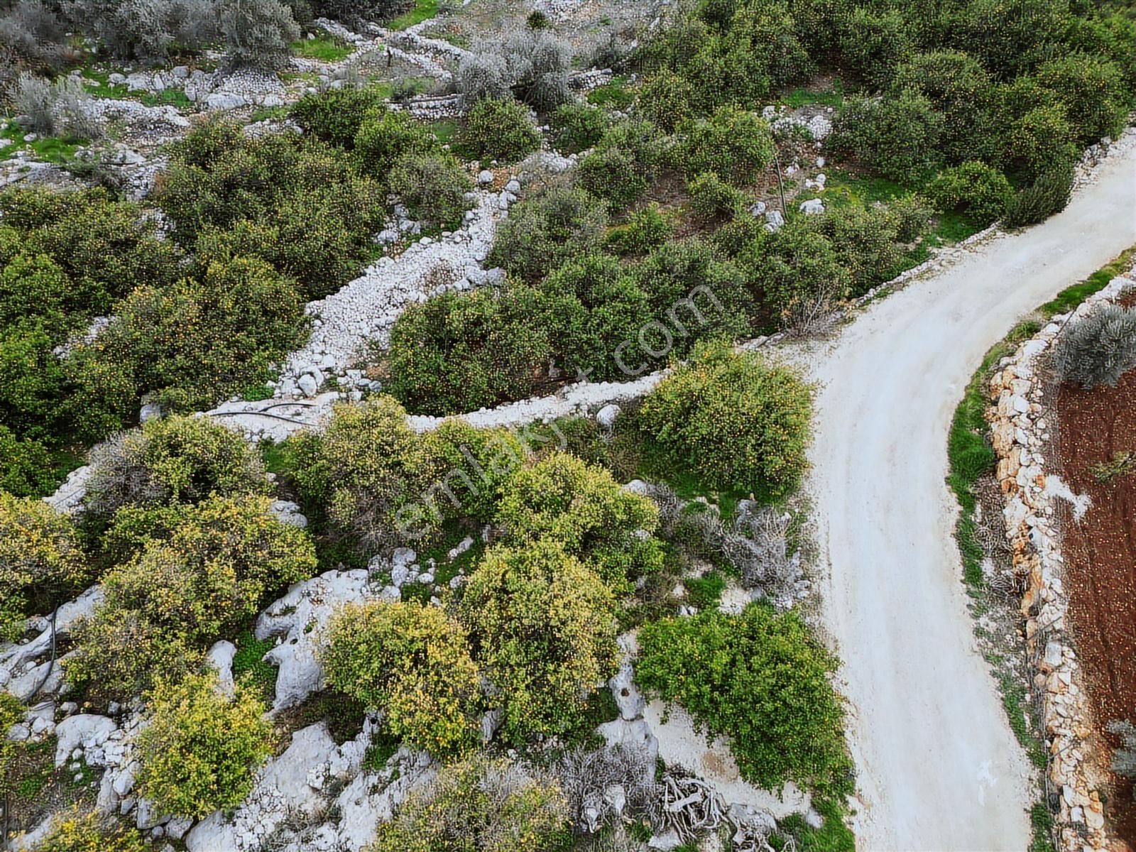 Mersin Erdemli Kumkuyu Akdeniz Mahallesinde Satılık Limon Bahçe - Görsel 8