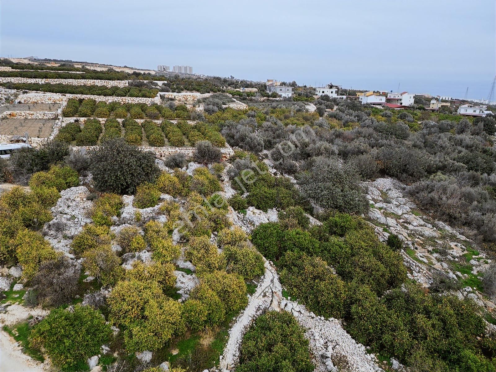 Mersin Erdemli Kumkuyu Akdeniz Mahallesinde Satılık Limon Bahçe - Görsel 19