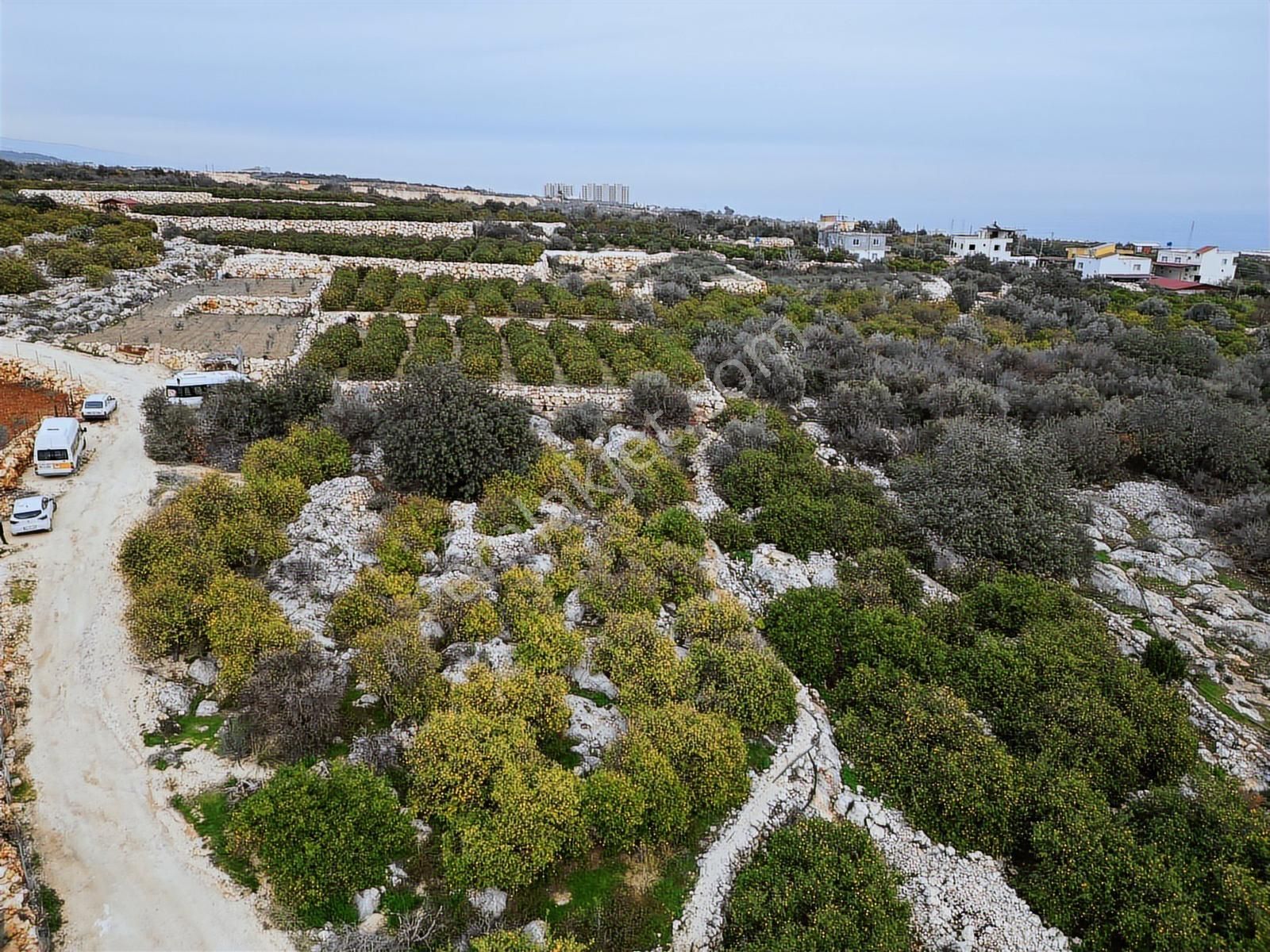 Mersin Erdemli Kumkuyu Akdeniz Mahallesinde Satılık Limon Bahçe - Görsel 12
