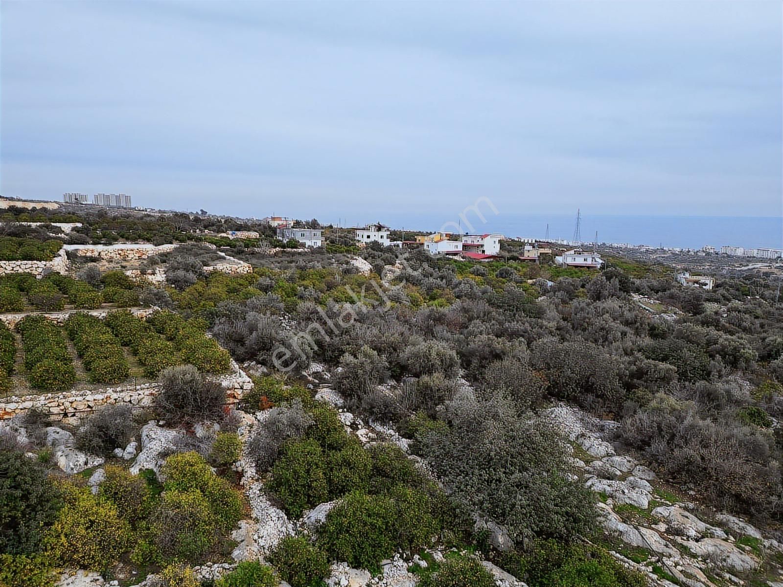 Mersin Erdemli Kumkuyu Akdeniz Mahallesinde Satılık Limon Bahçe - Görsel 14