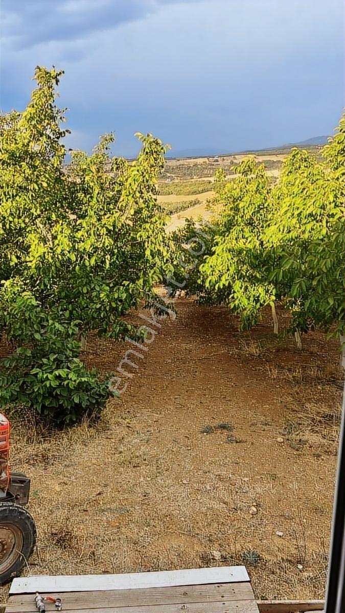 Yenişehir Barcın 12.000m2 Ceviz Bahçesi Ve Tarla - Görsel 6