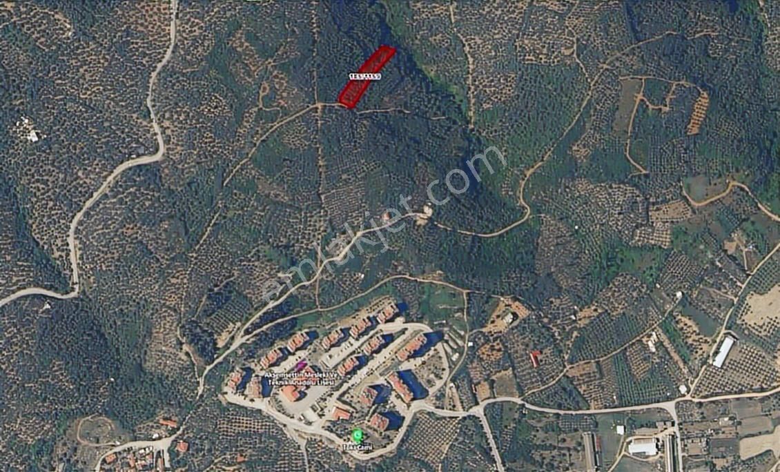 Bandırma Stm Emlaktan Edincikte Satılık Zeytinlik - Görsel 11