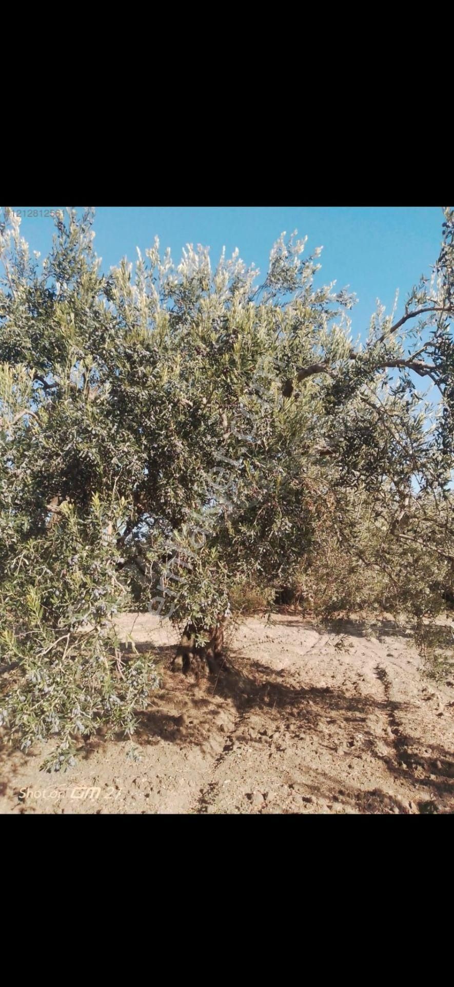 Manisa/akhisar Zeytinliova ' Da Zeytinlik - 17 Dönüm - Görsel 7